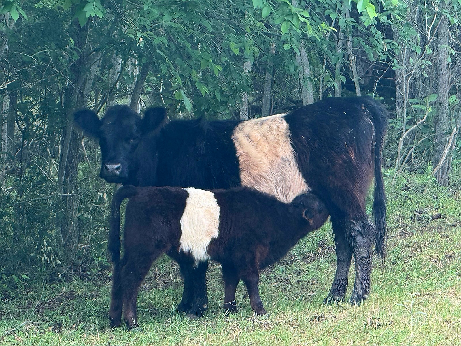 Belted Galloway