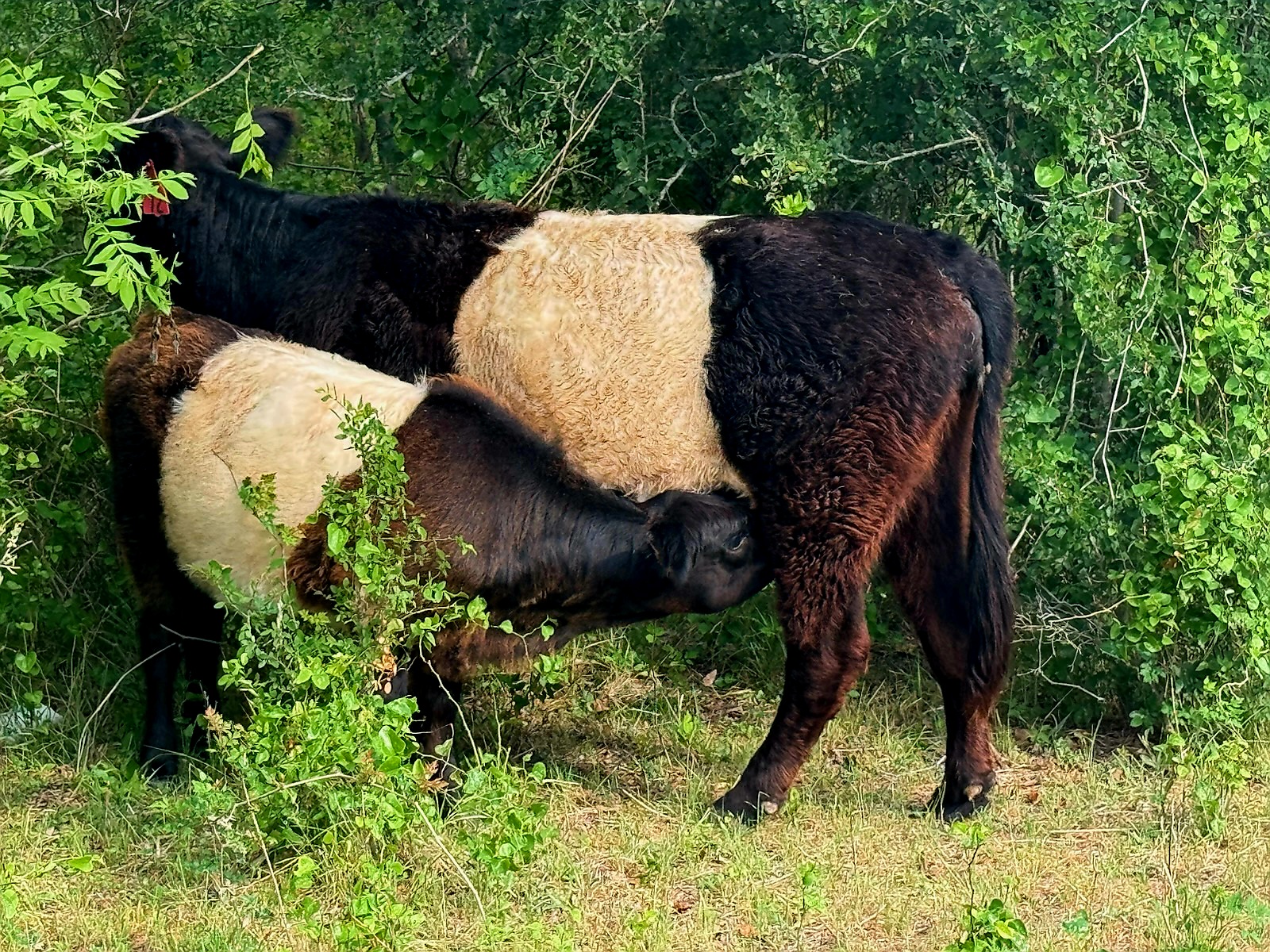 Belted Galloway