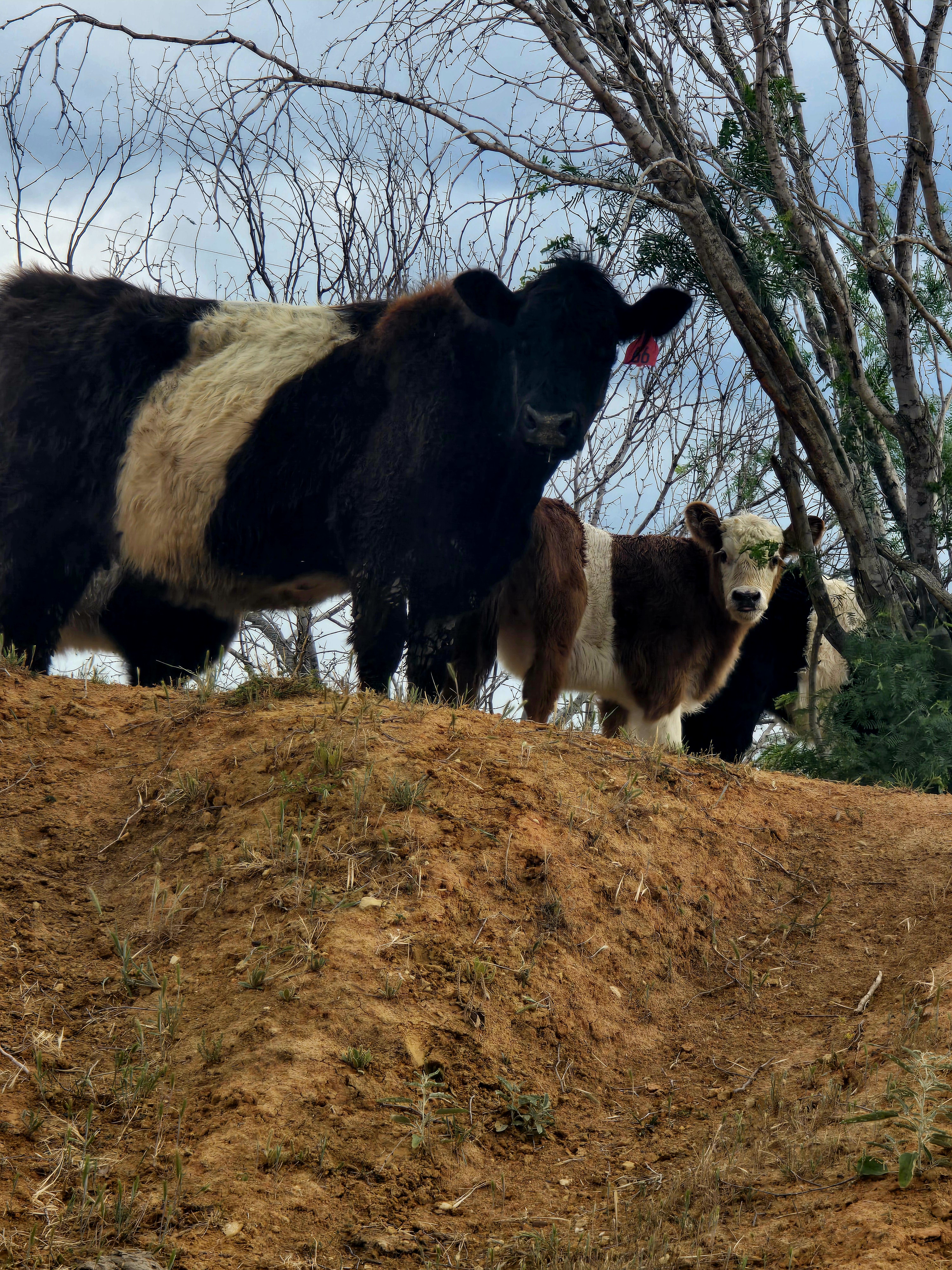Belted Galloway