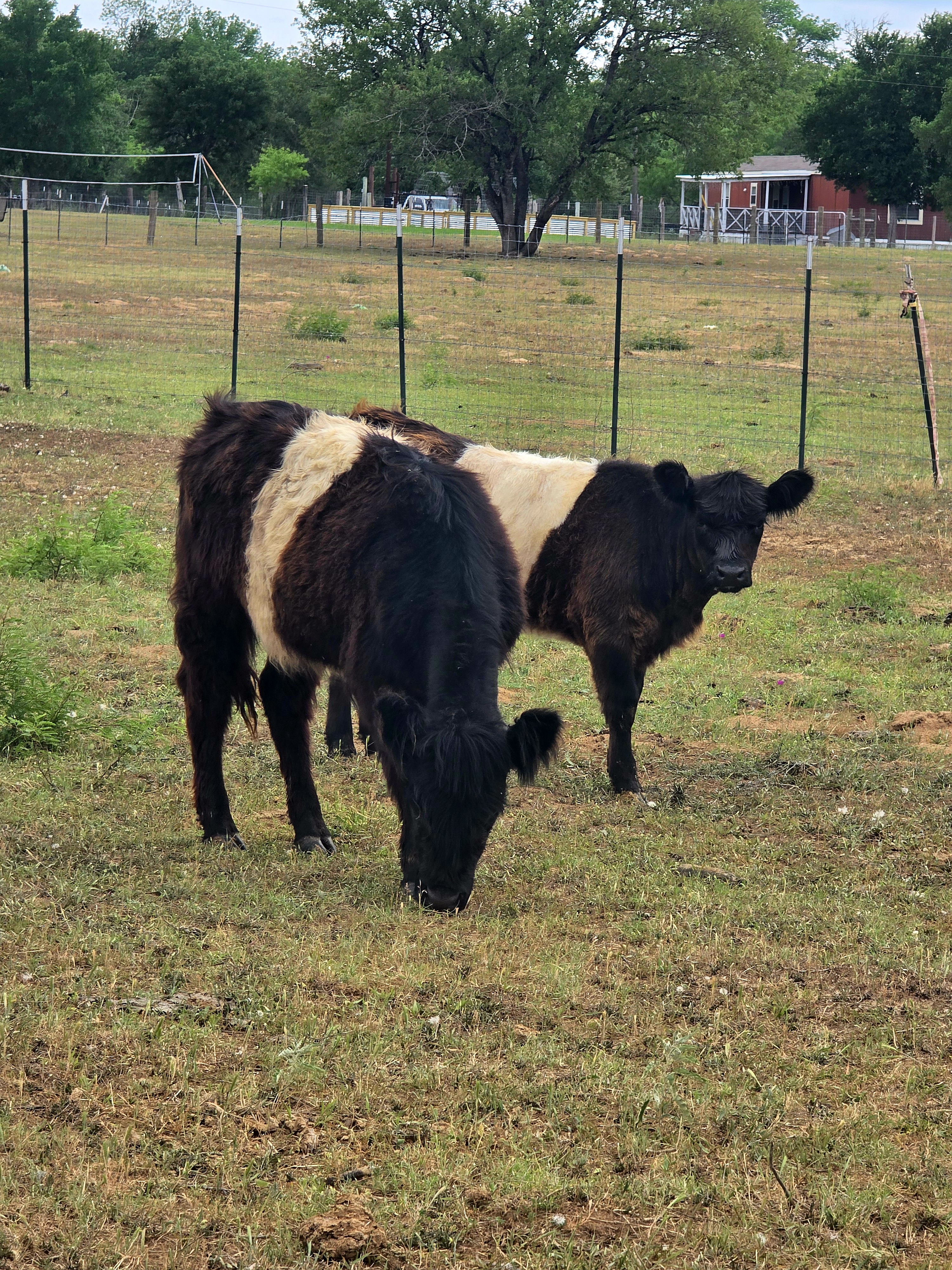 Belted Galloway