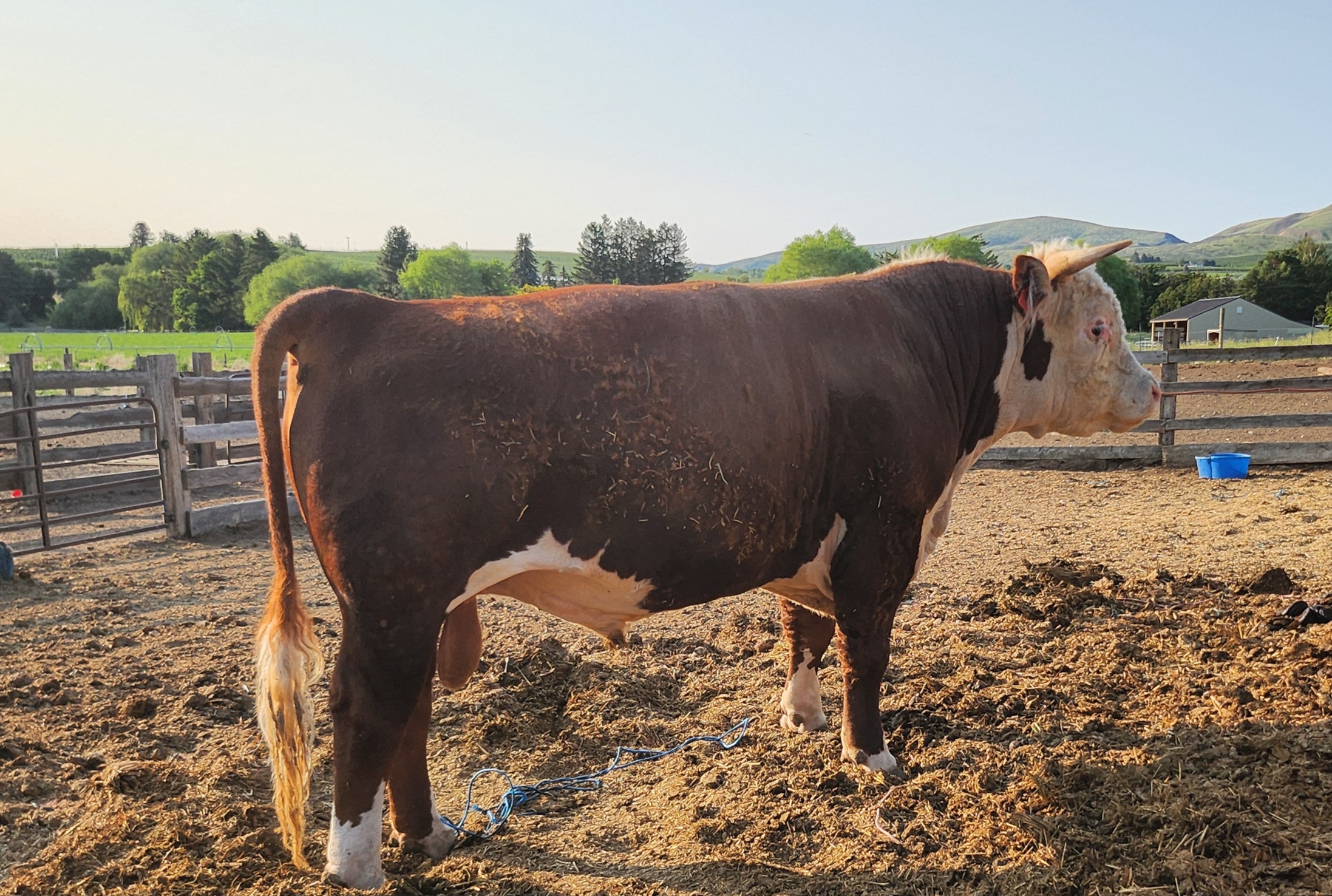 Hereford bull