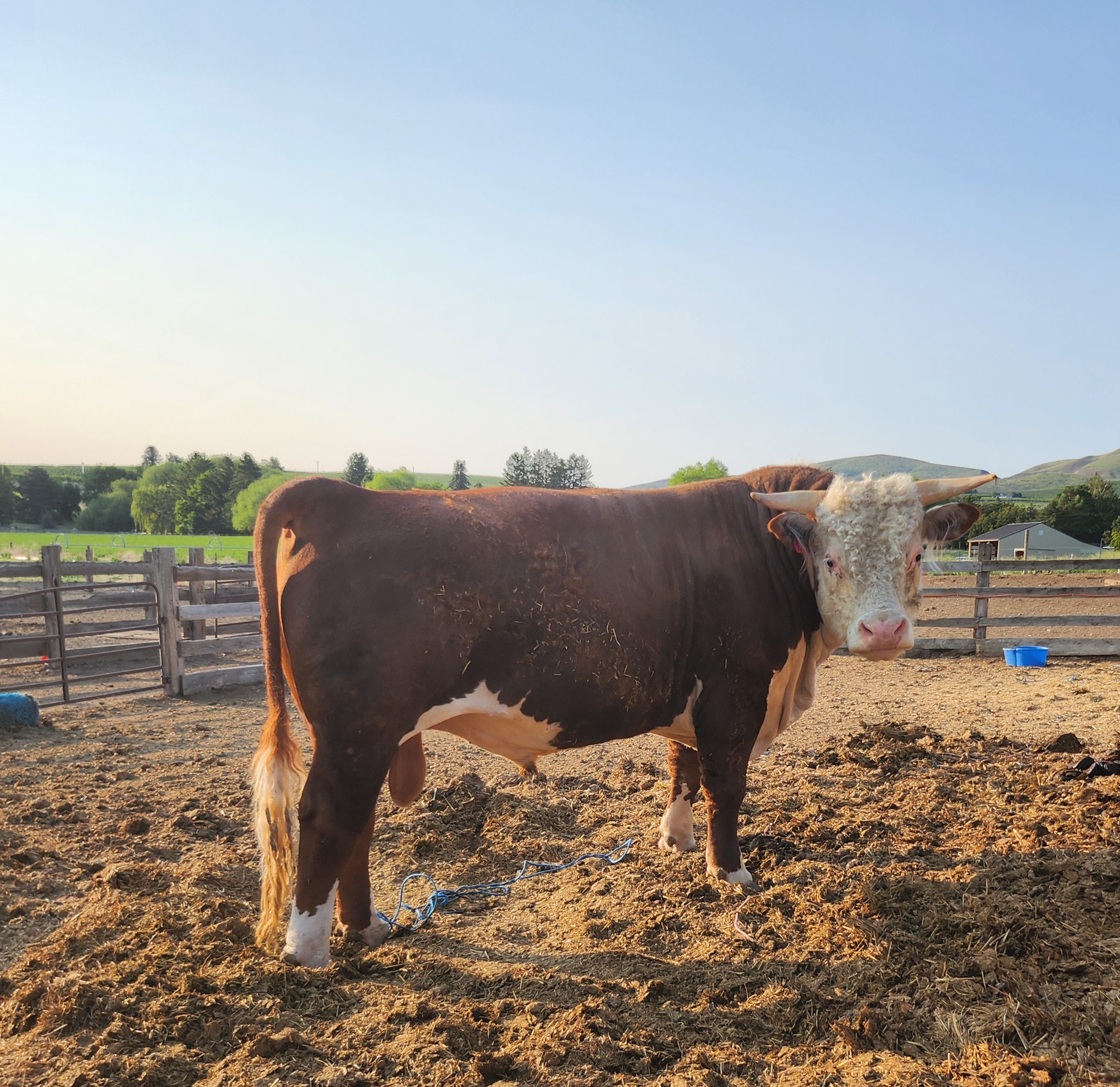 Hereford bull
