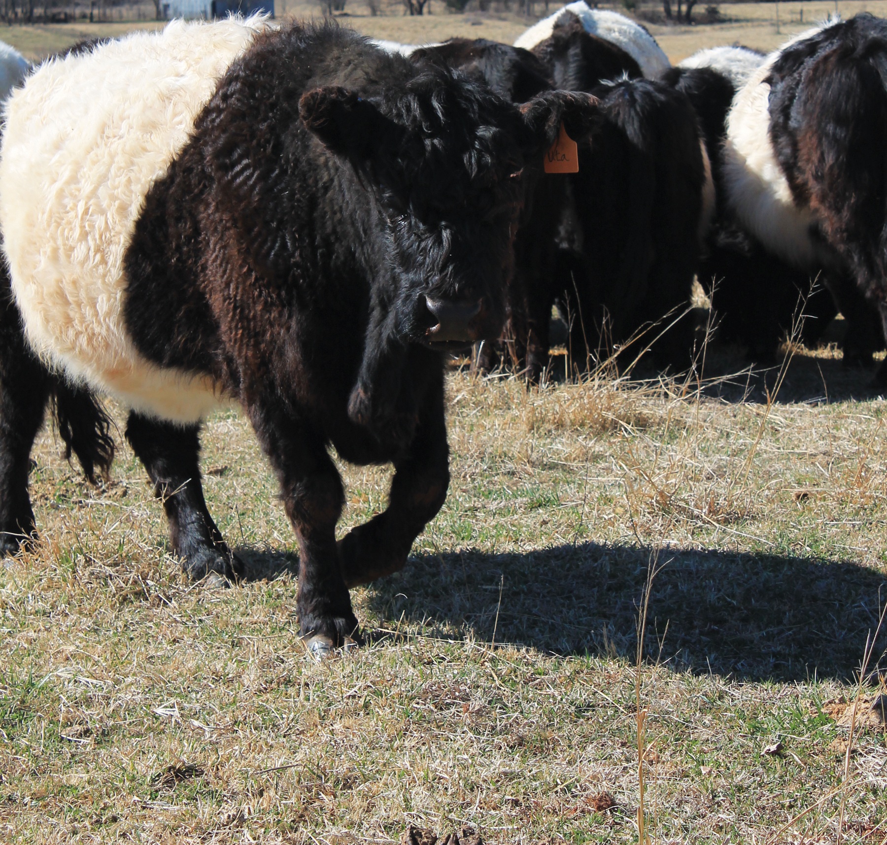 Full blood Belted galloways - Grass fed