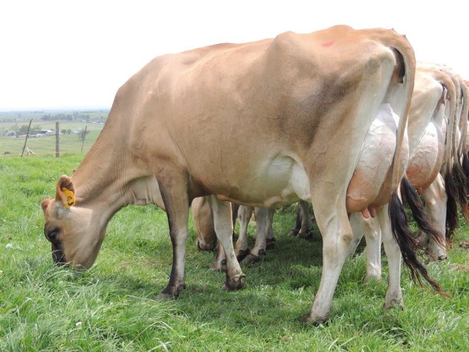 Grass Fed Jersey heifers, bred heifers and milking cows A2A2 Tested