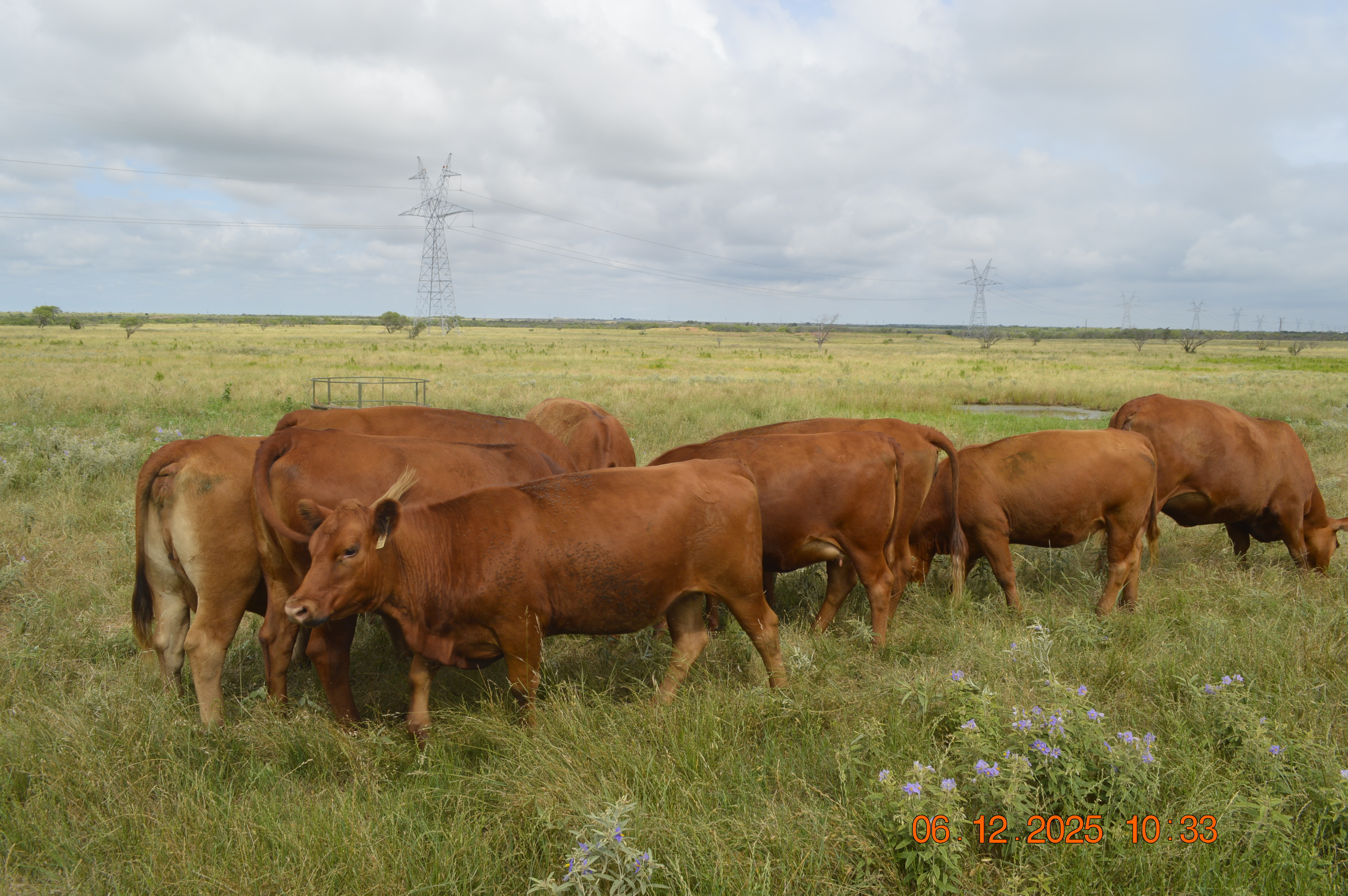 19 High Quality Bred Red Angus Heifers