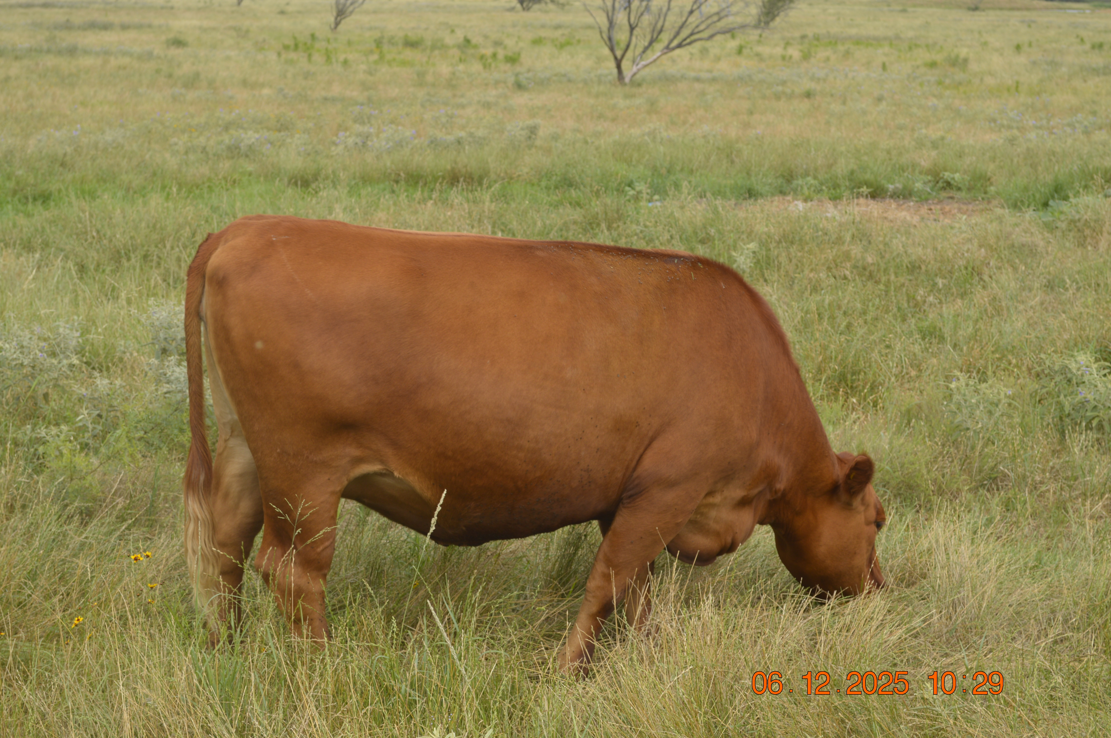 11 High Quality 2nd calf bred Red Angus Cows