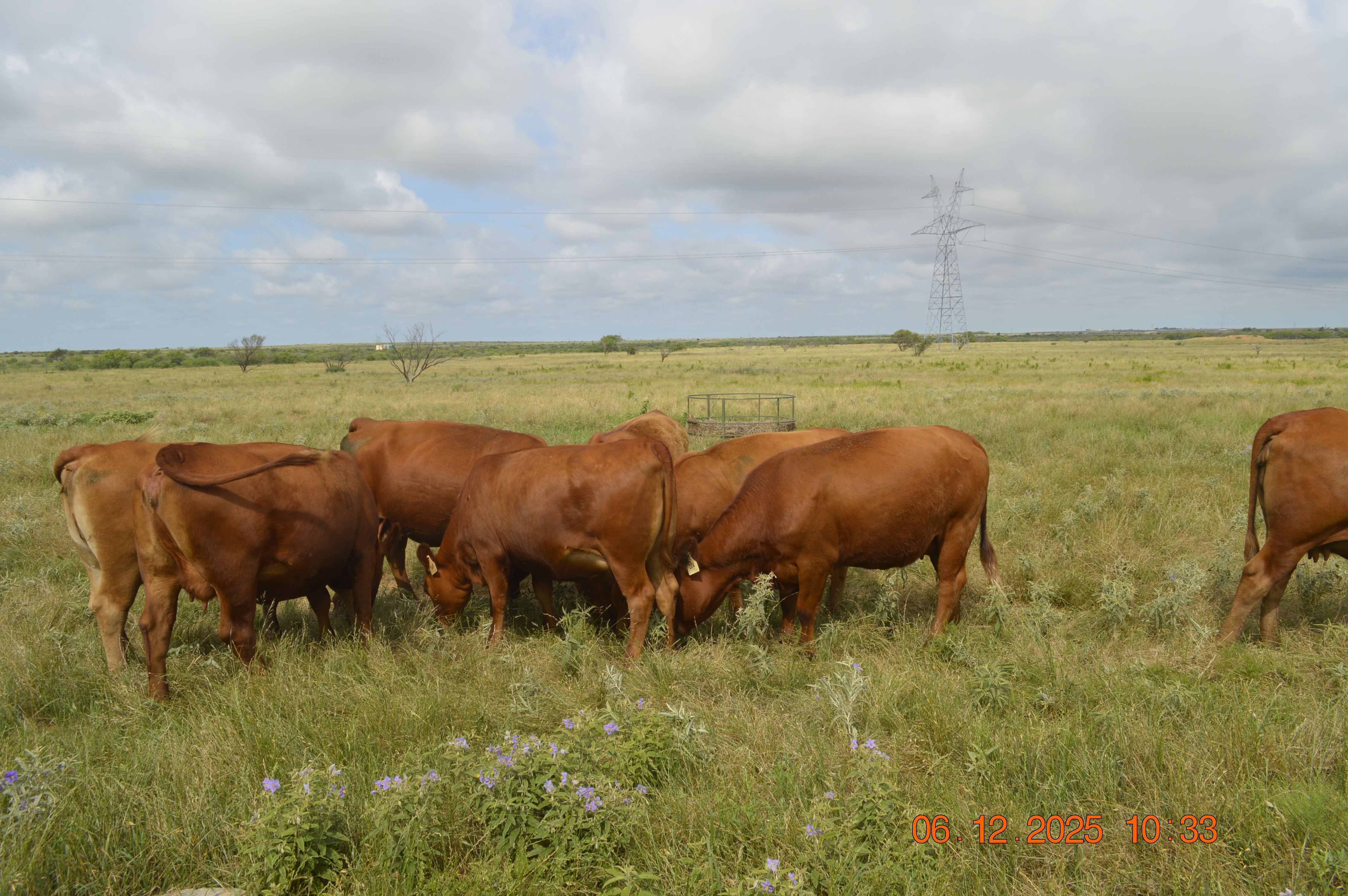 11 High Quality 2nd calf bred Red Angus Cows