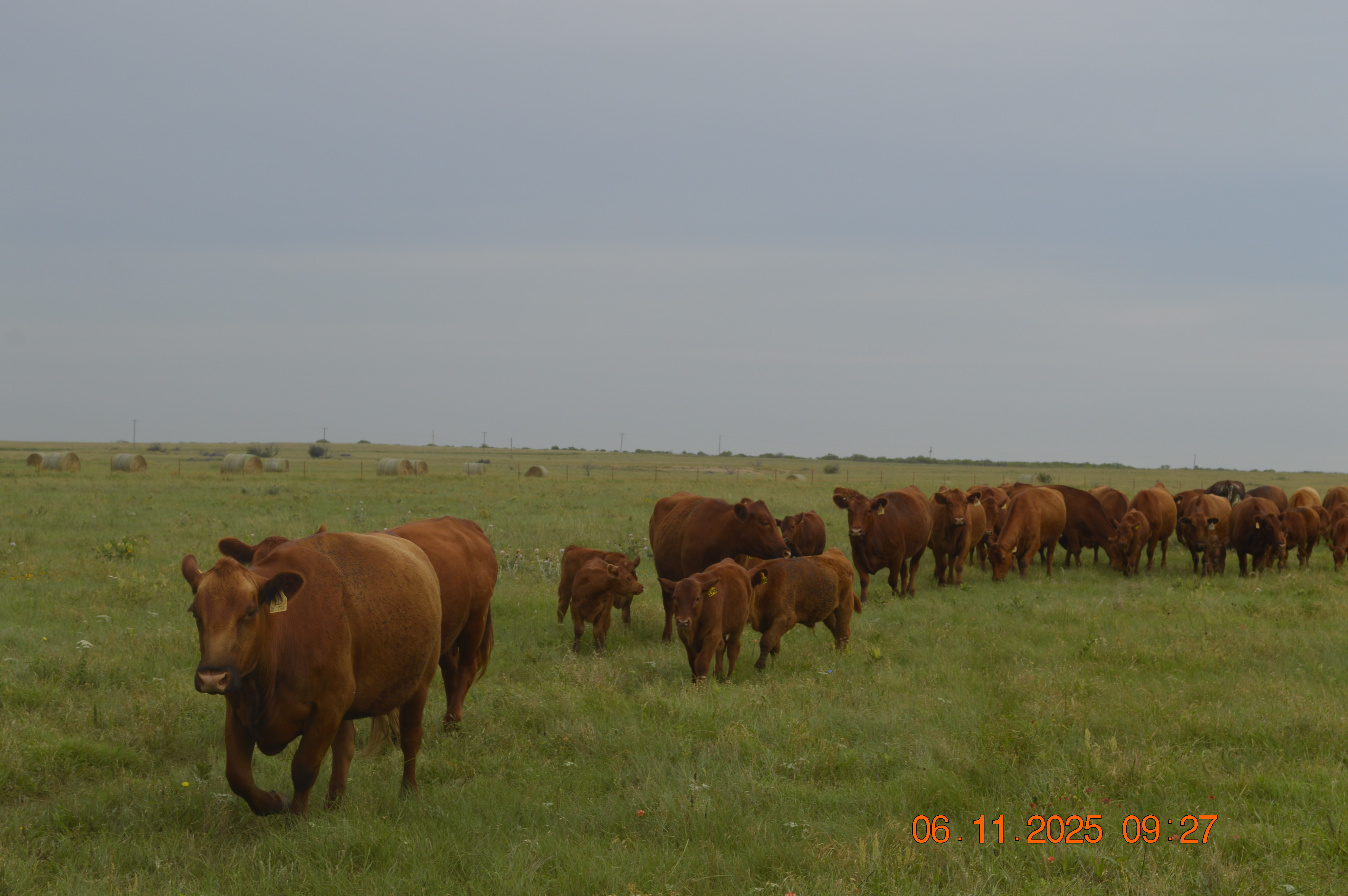 14 High Quality 3 to 6 year old Red Angus Bred Cows