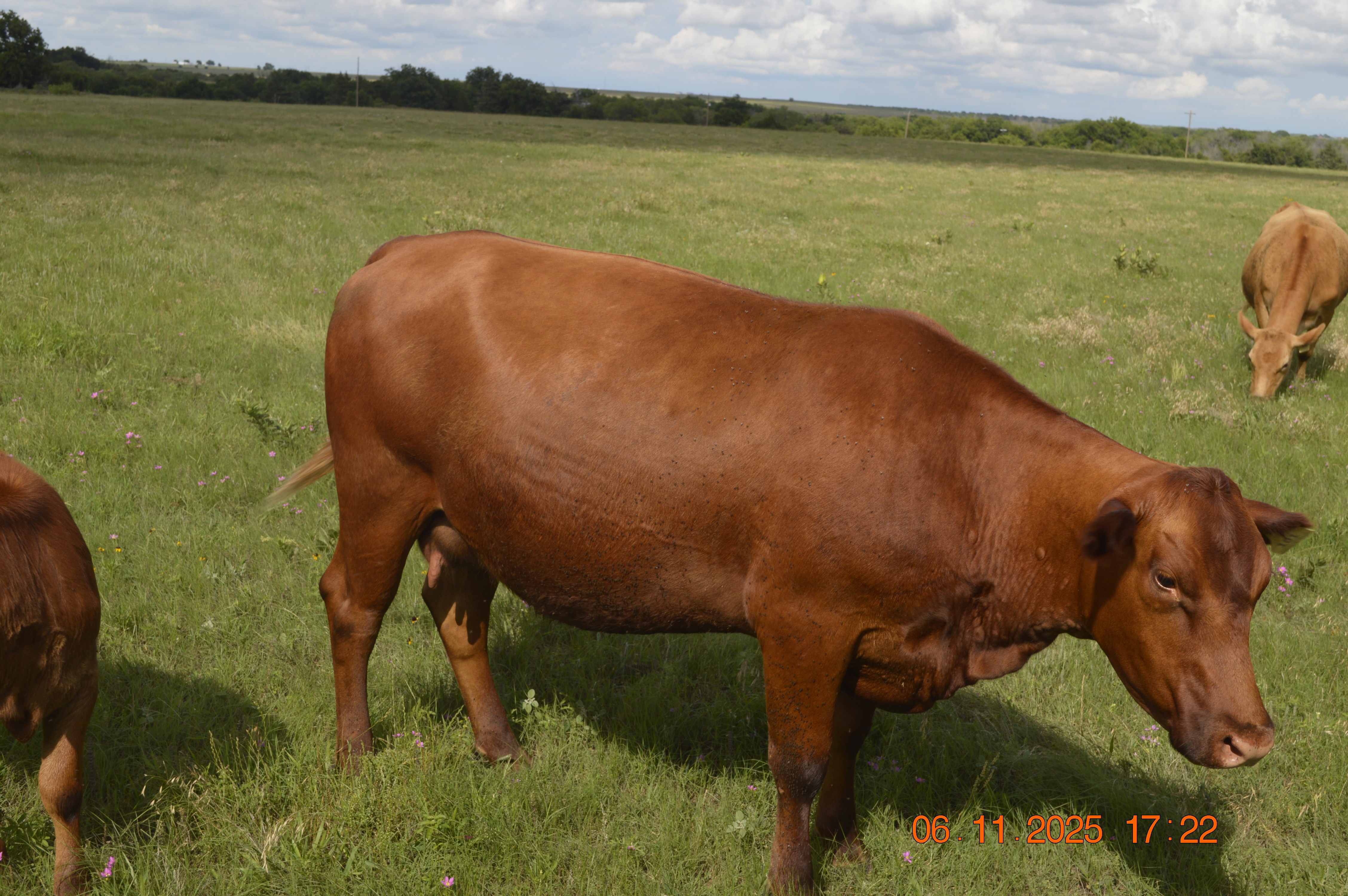 14 High Quality 3 to 6 year old Red Angus Bred Cows