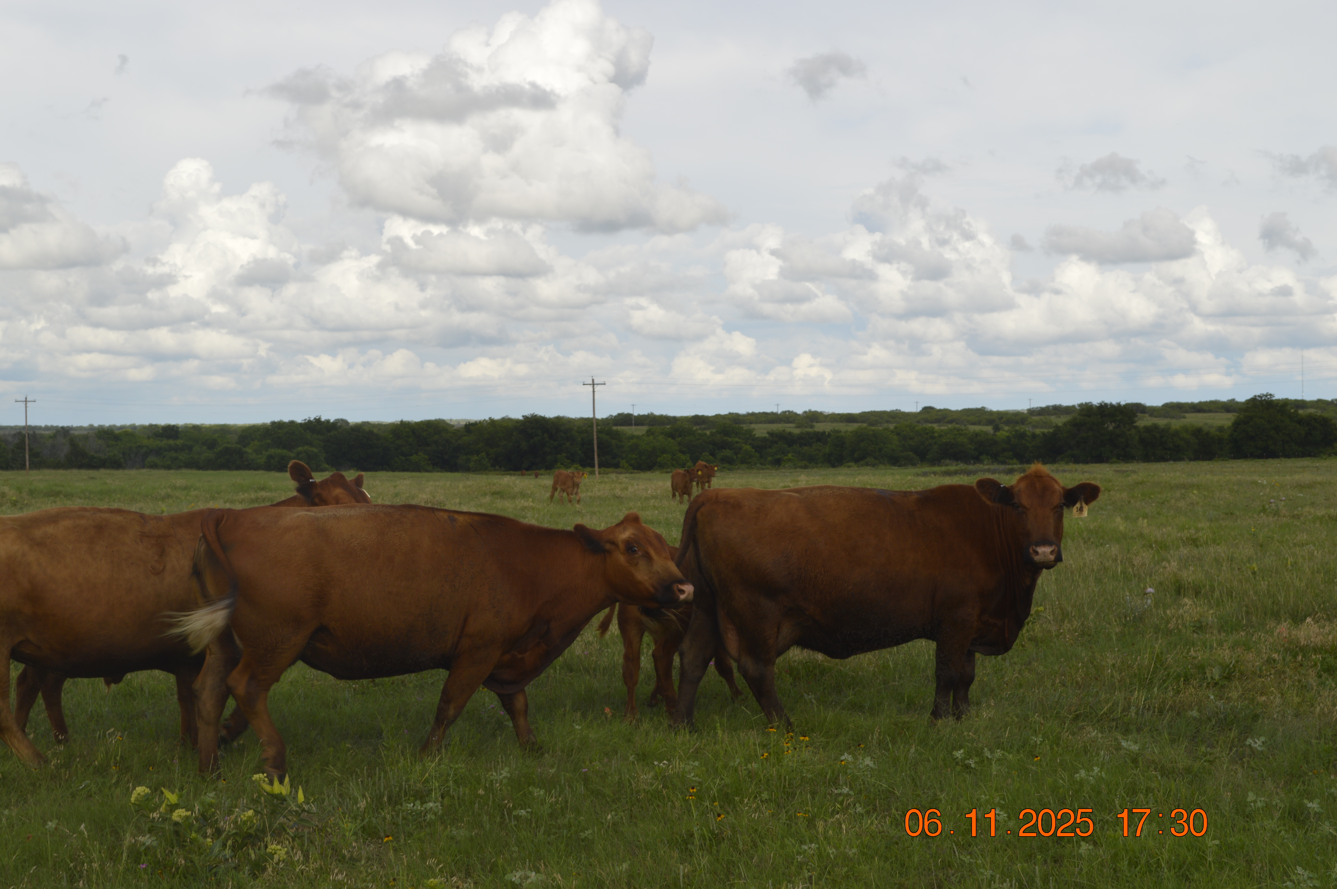 14 High Quality 3 to 6 year old Red Angus Bred Cows