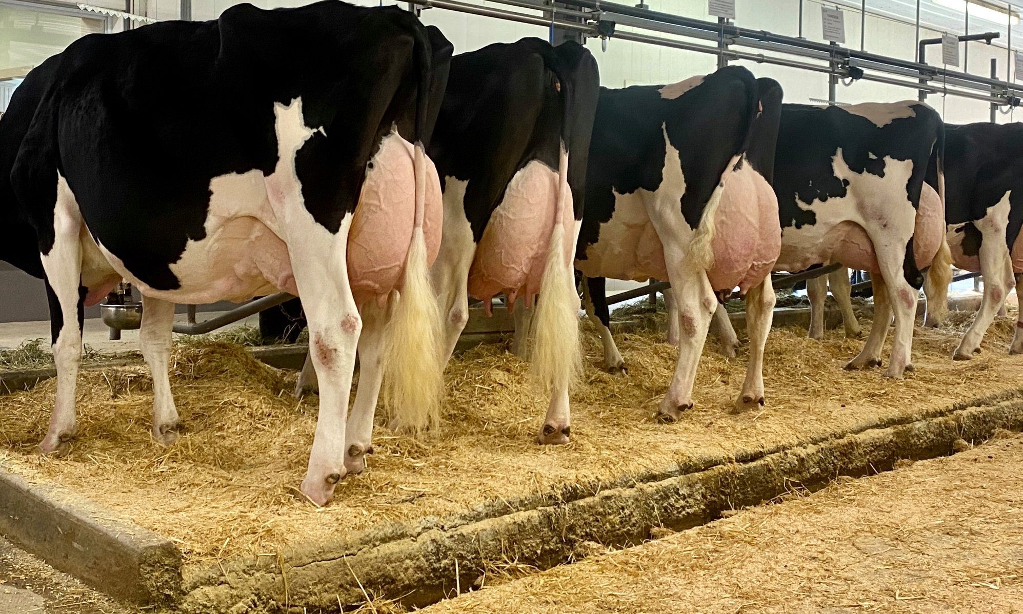 Holstein ,Milking cows, bred, replacement heifers and calves