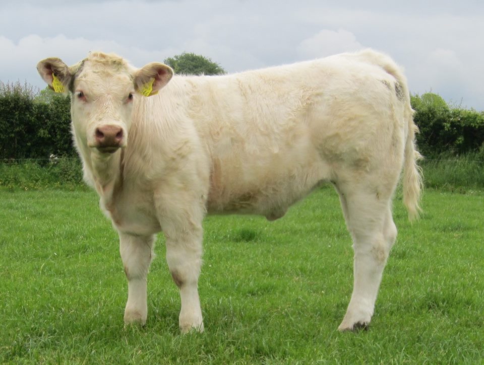 Charolais open/Bred Heifers, Bulls & calves for sale