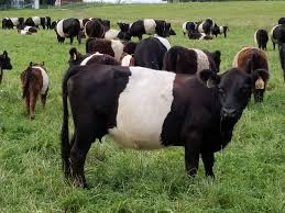 Grass-fed Belted Galloway cattle for sale