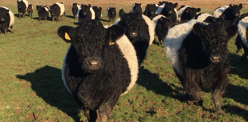 Grass-fed Belted Galloway cattle for sale