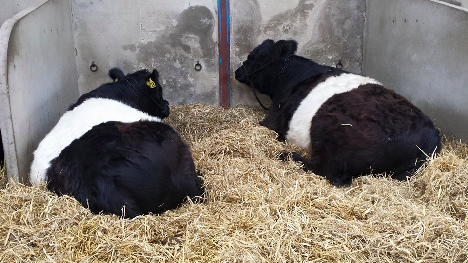 Healthy Belted Galloways cattle for sale