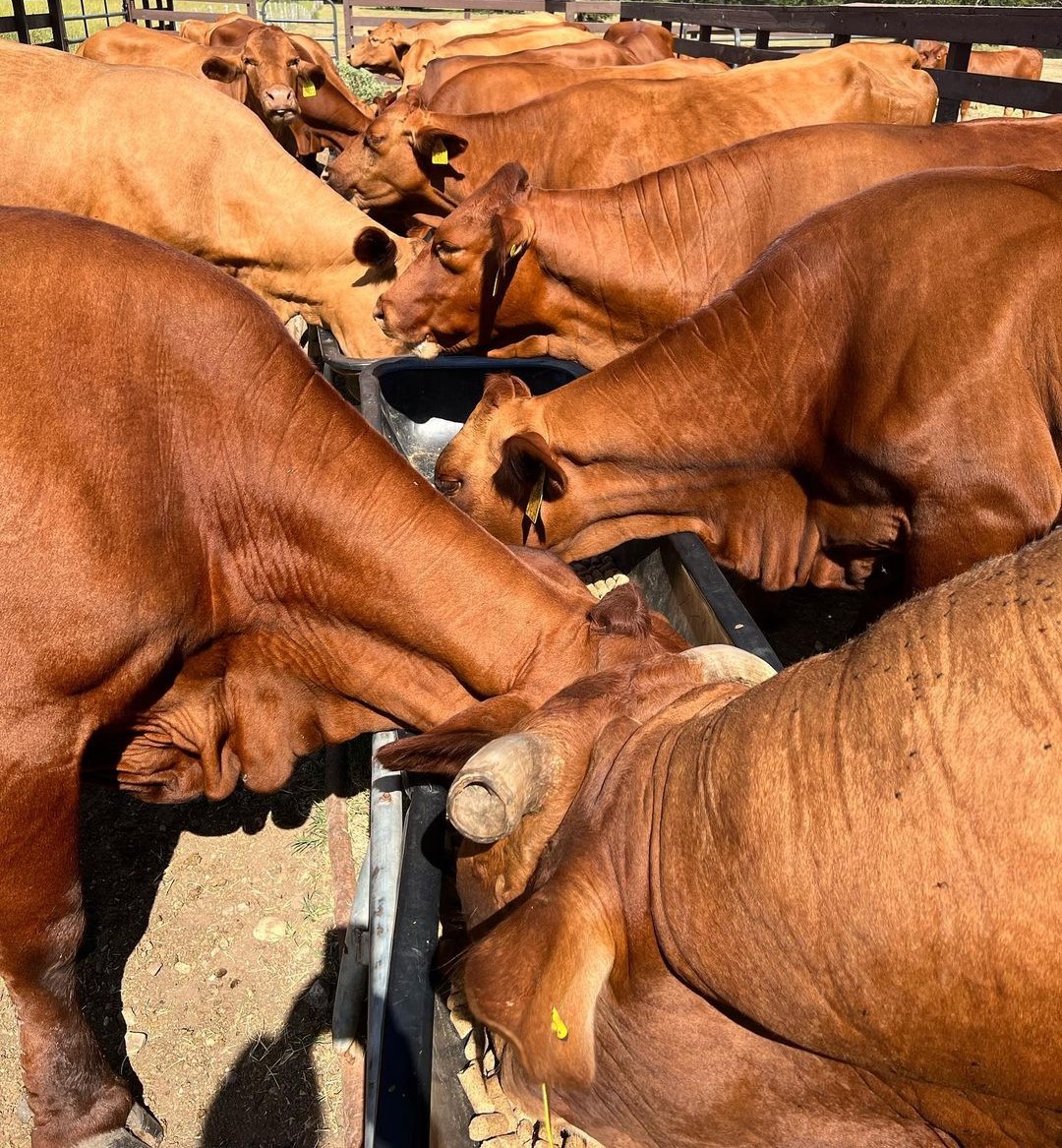 Beefmasters replacement Heifers, bred heifers And Cow Calf Pairs