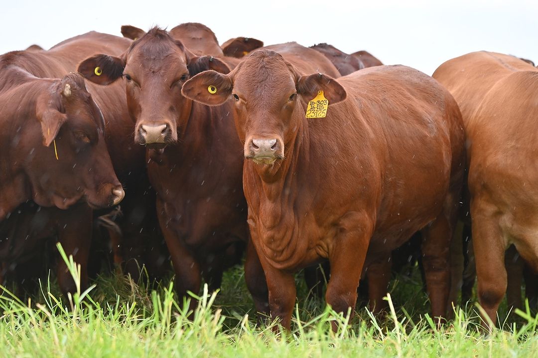 Beefmasters replacement Heifers, bred heifers And Cow Calf Pairs