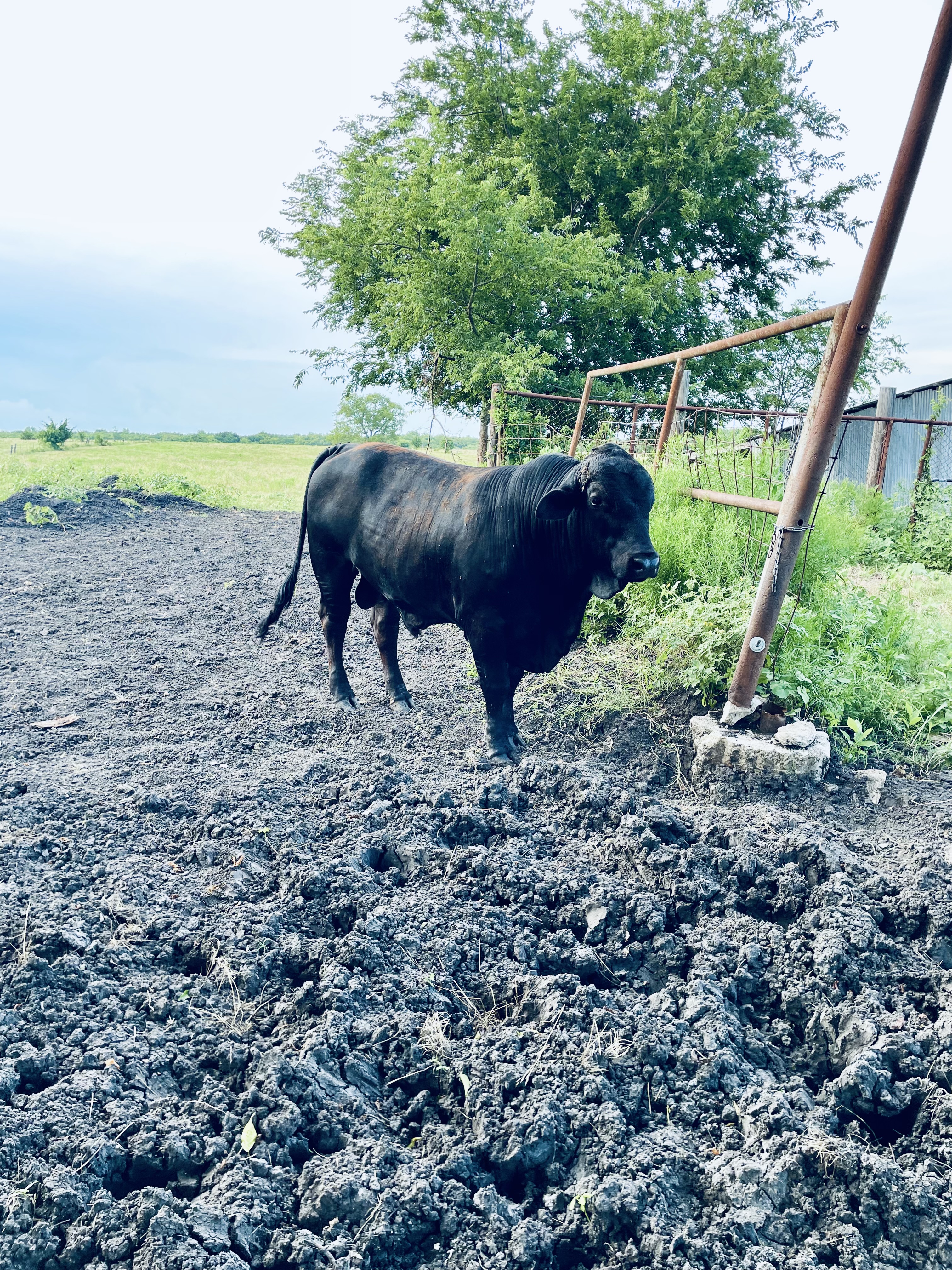 Simbra Bull