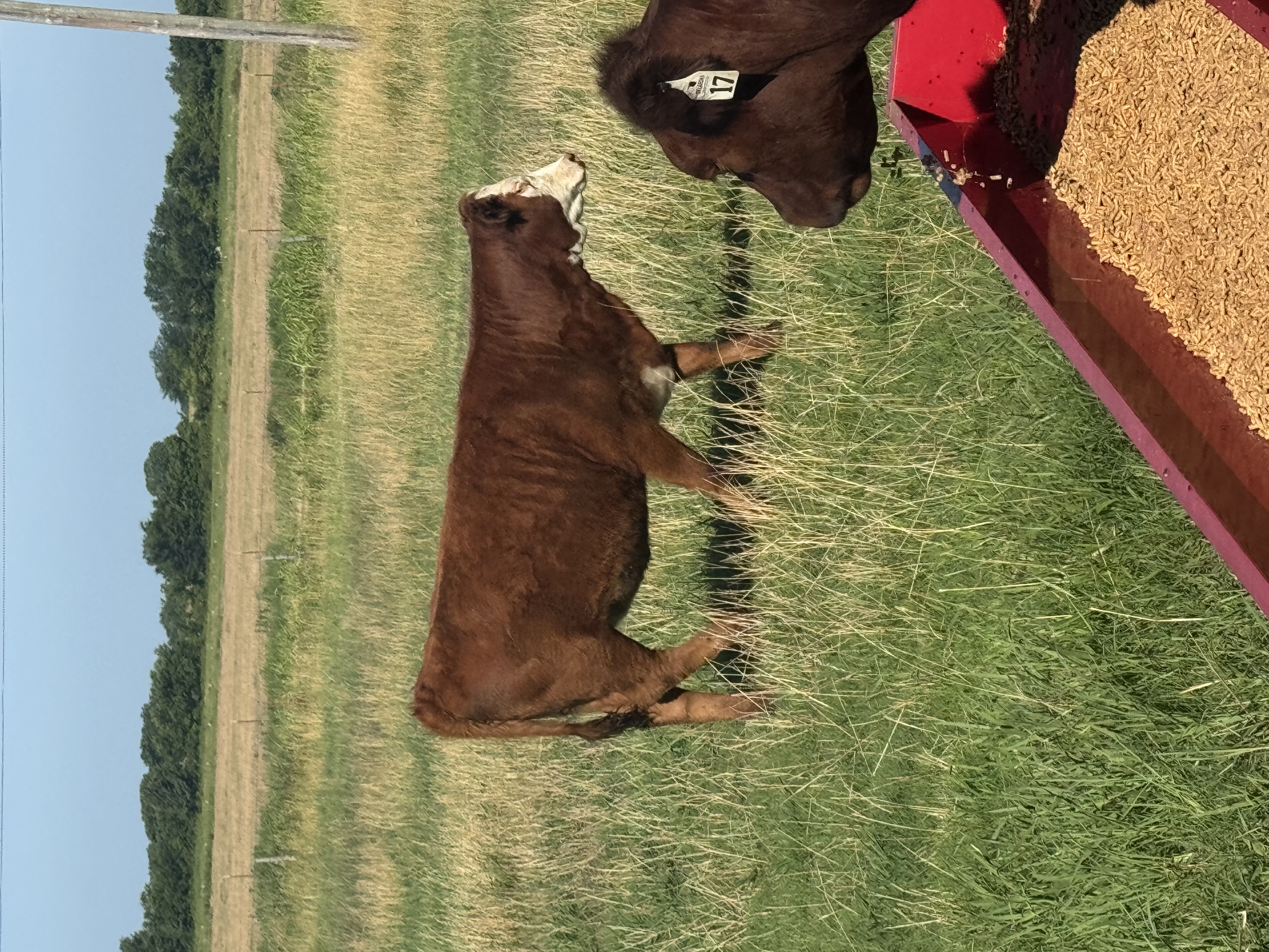 Replacement heifers