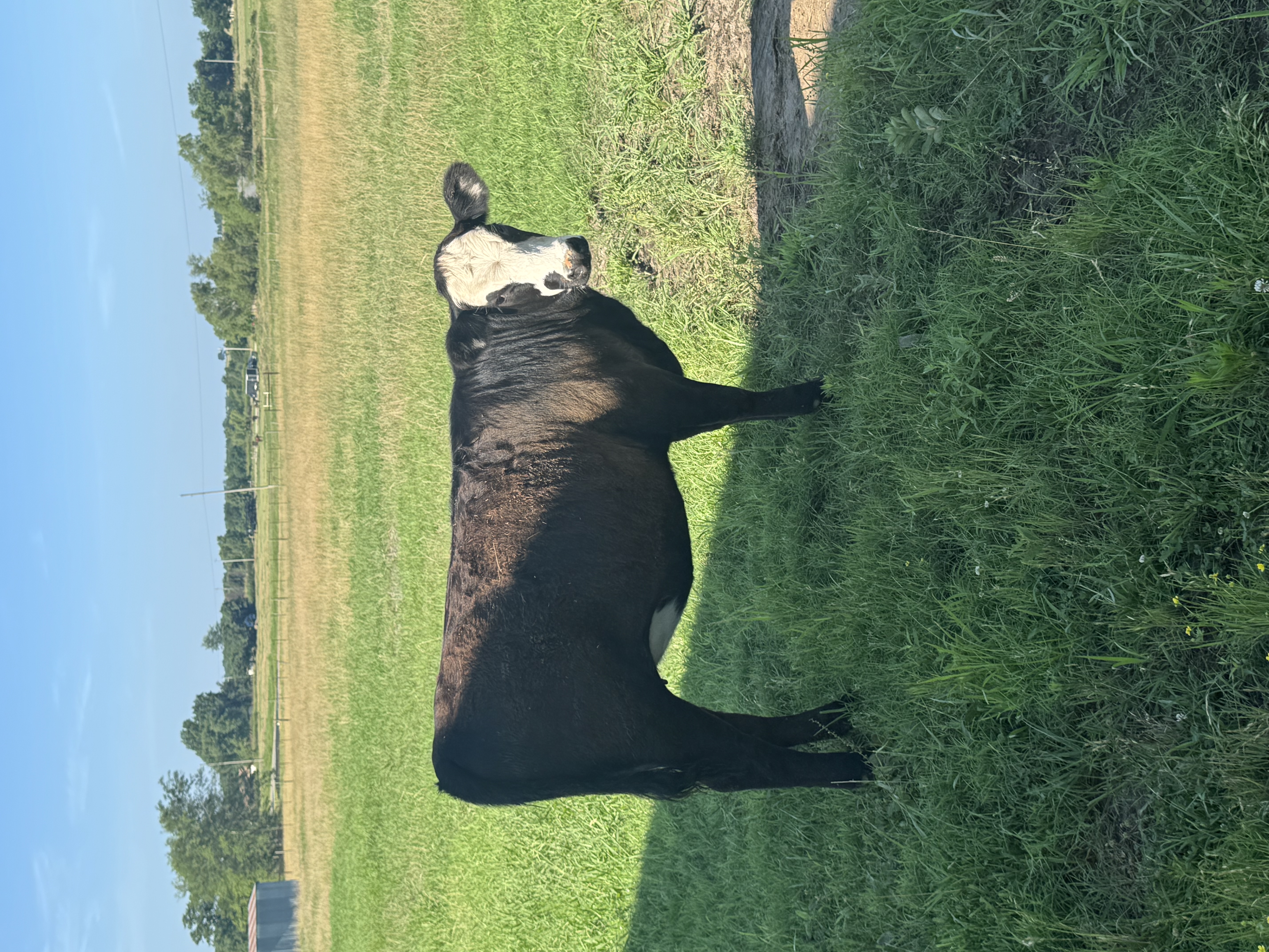 Replacement heifers