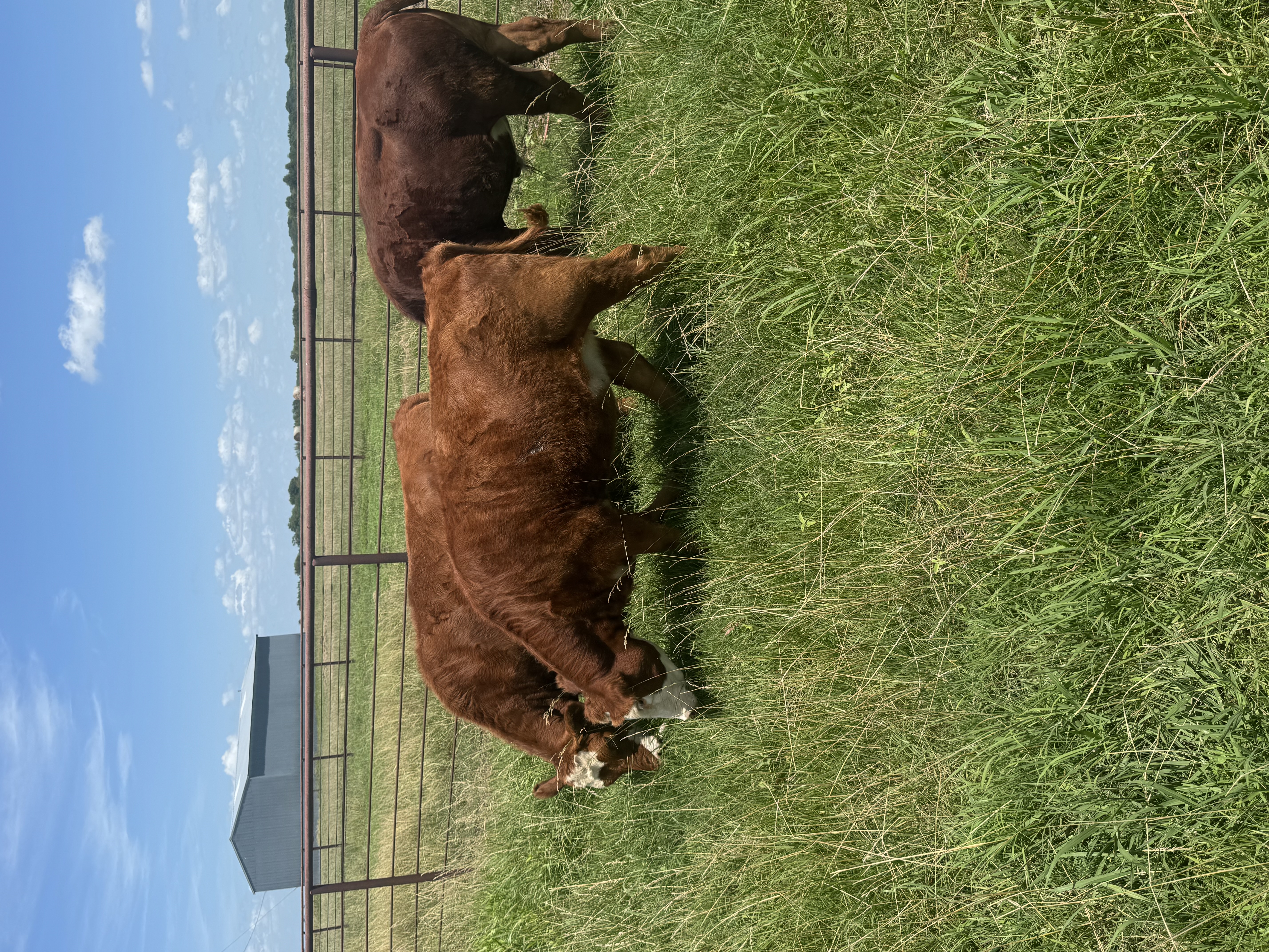Replacement heifers