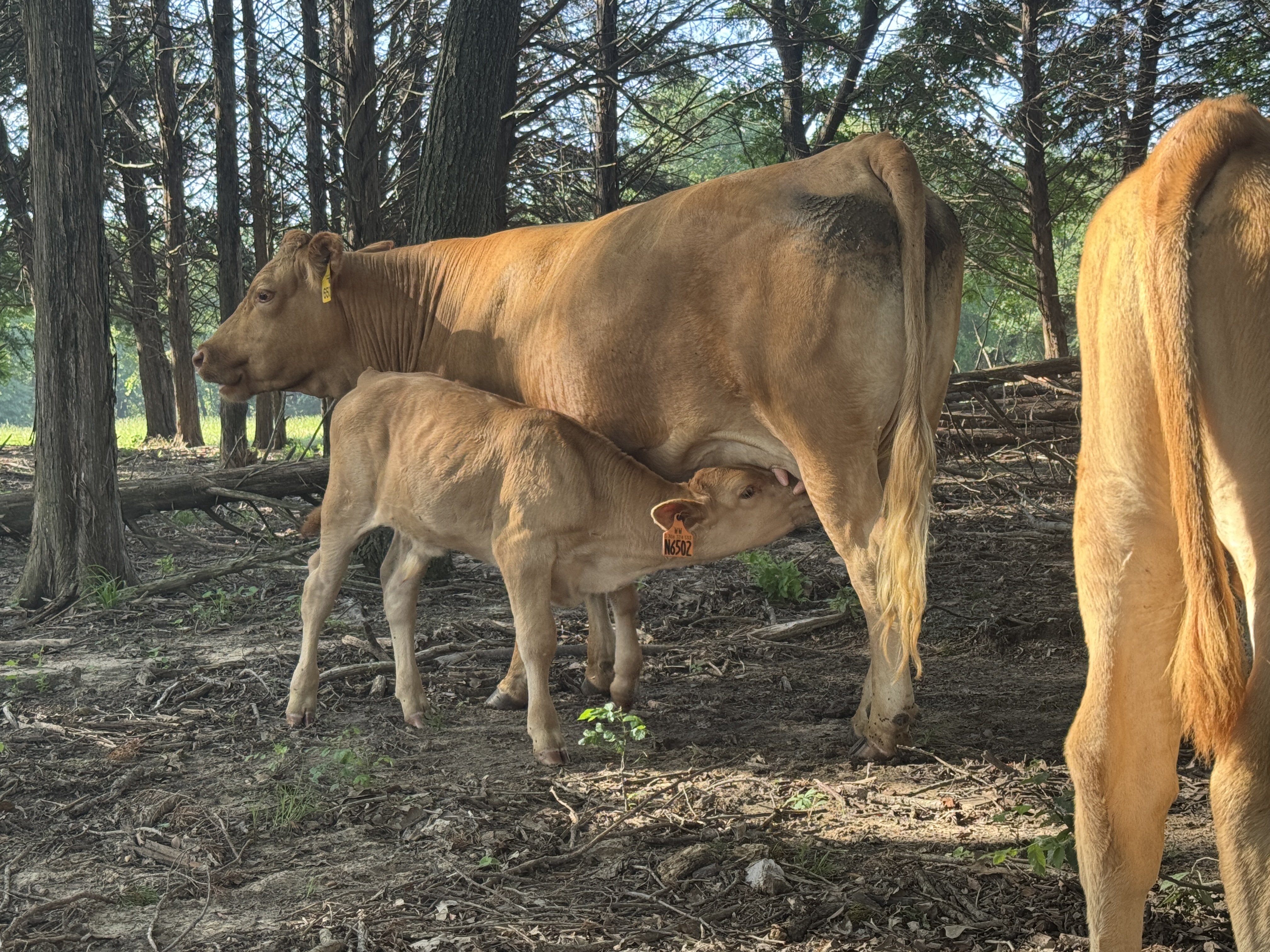 Akaushi bull calves