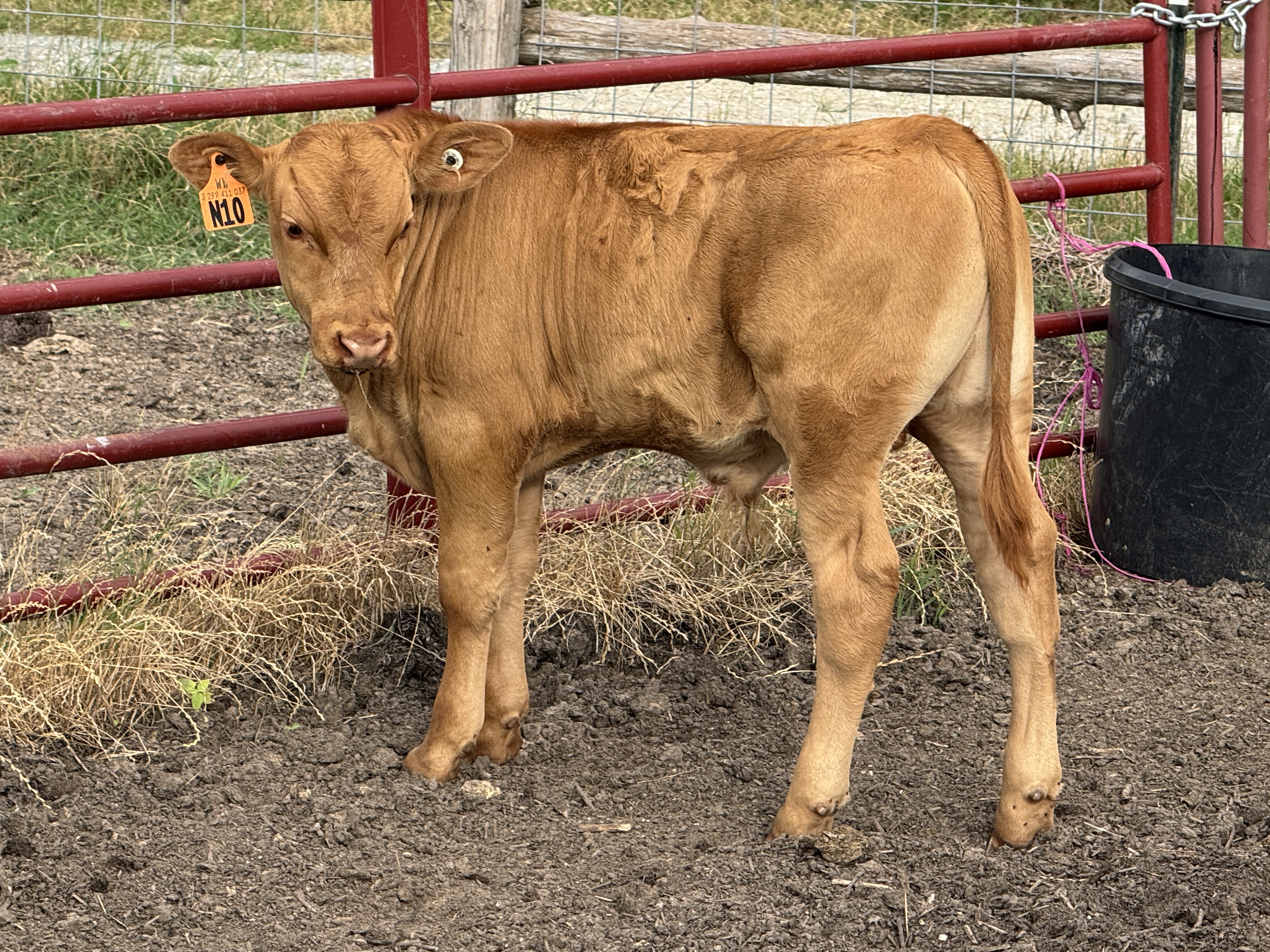 Akaushi bull calves