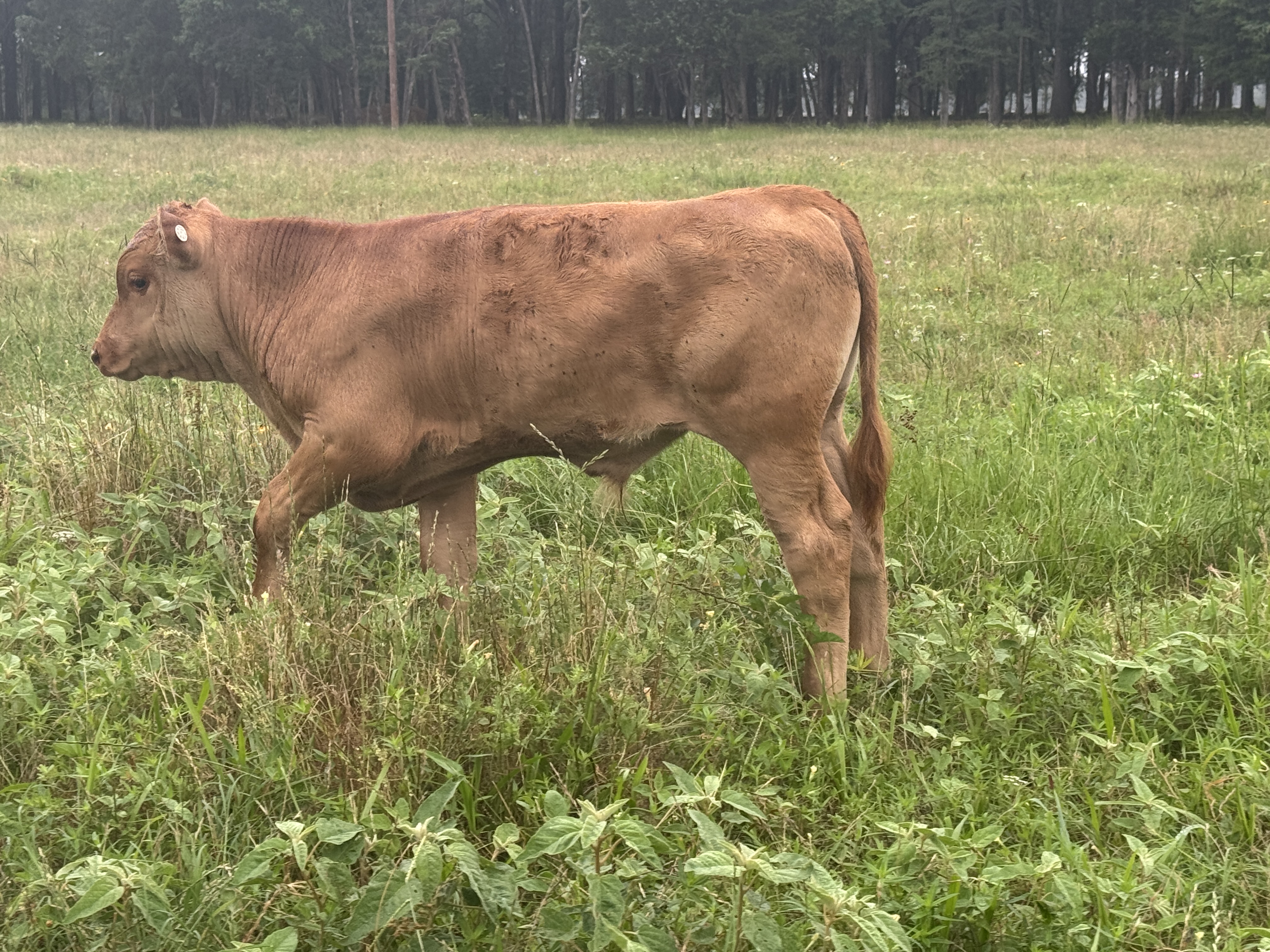 Akaushi bull calves