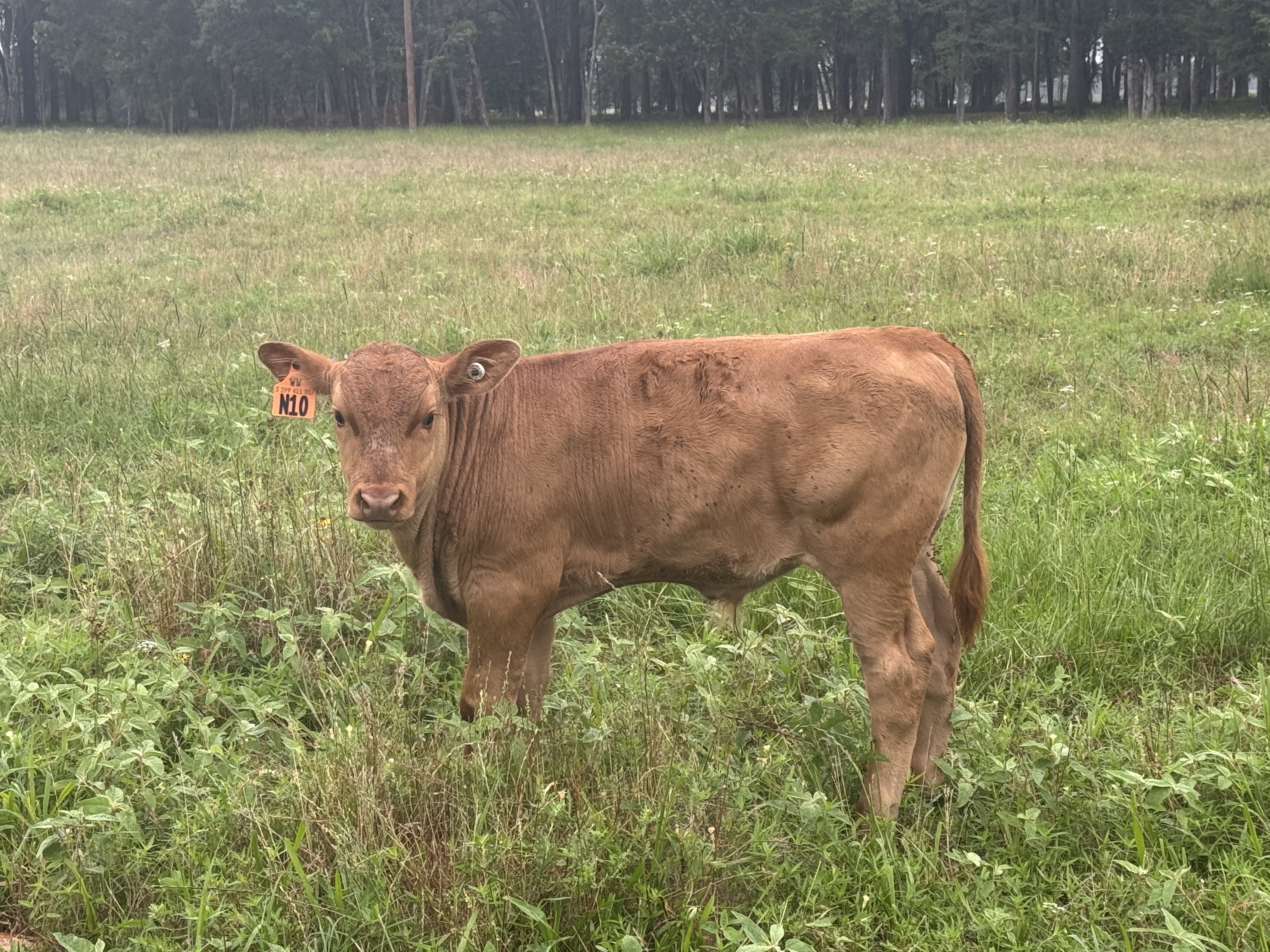 Akaushi bull calves