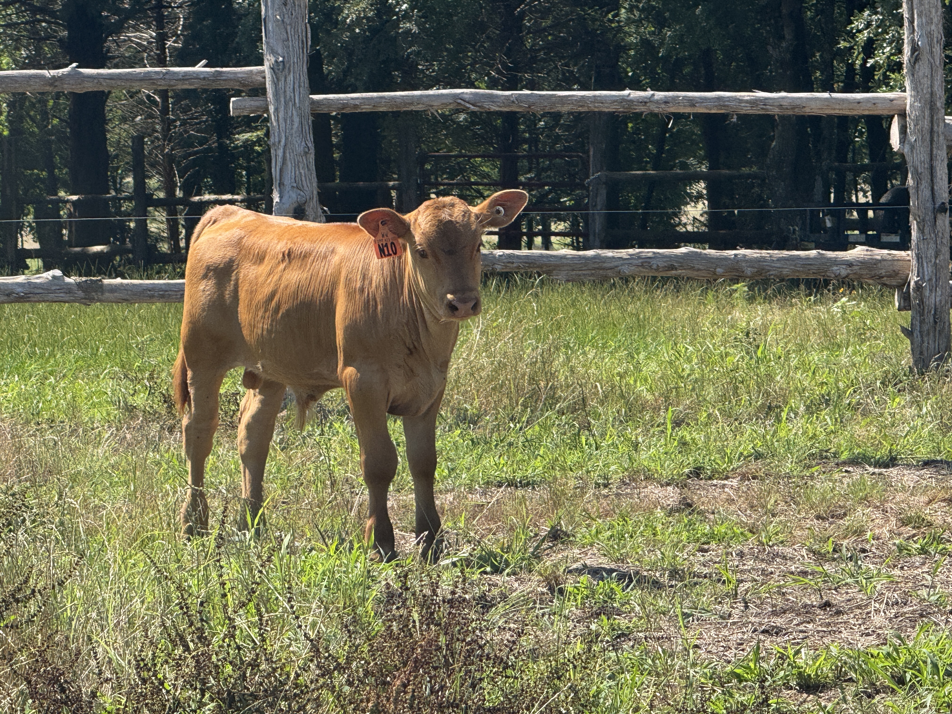 Akaushi bull calves