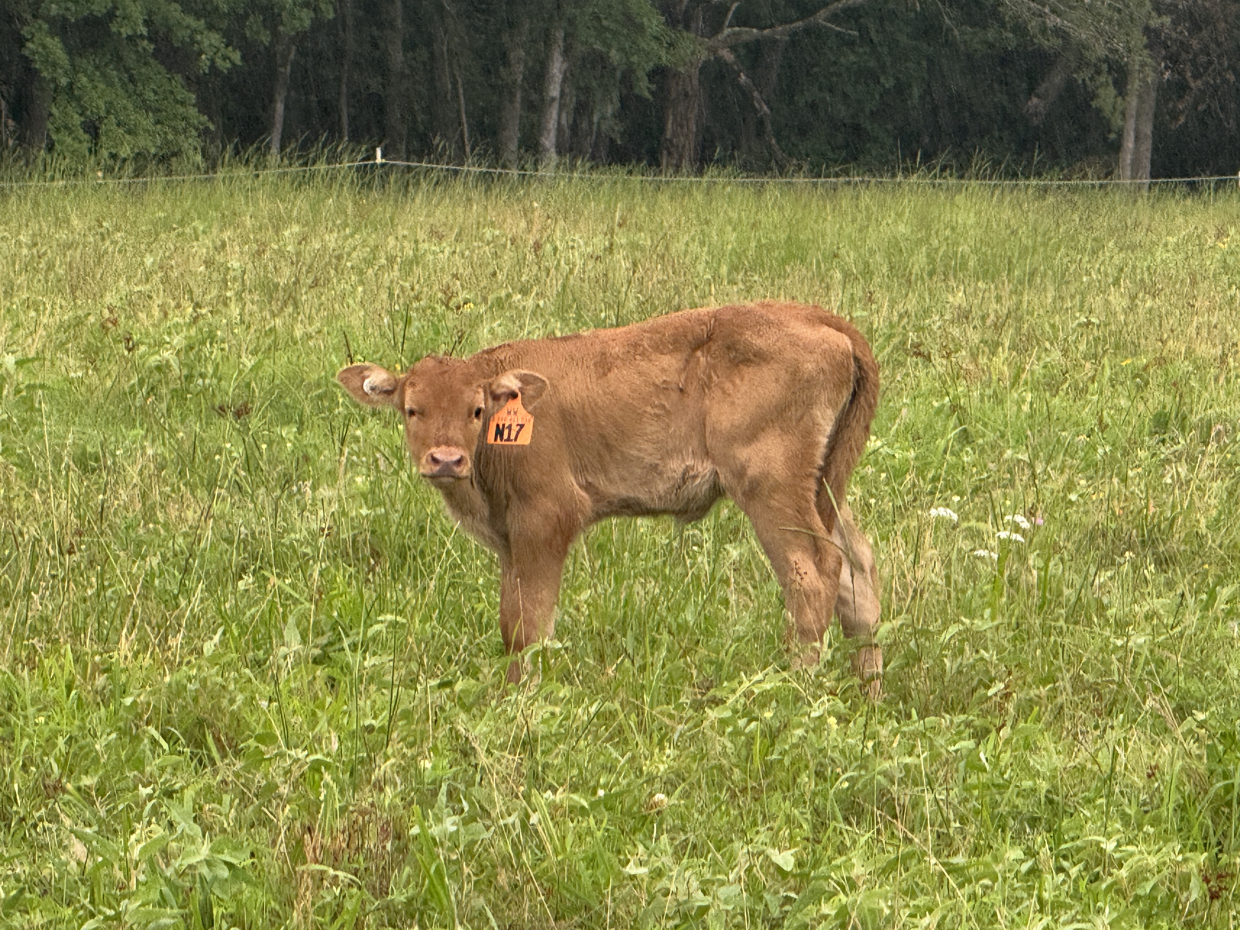 Akaushi bull calves