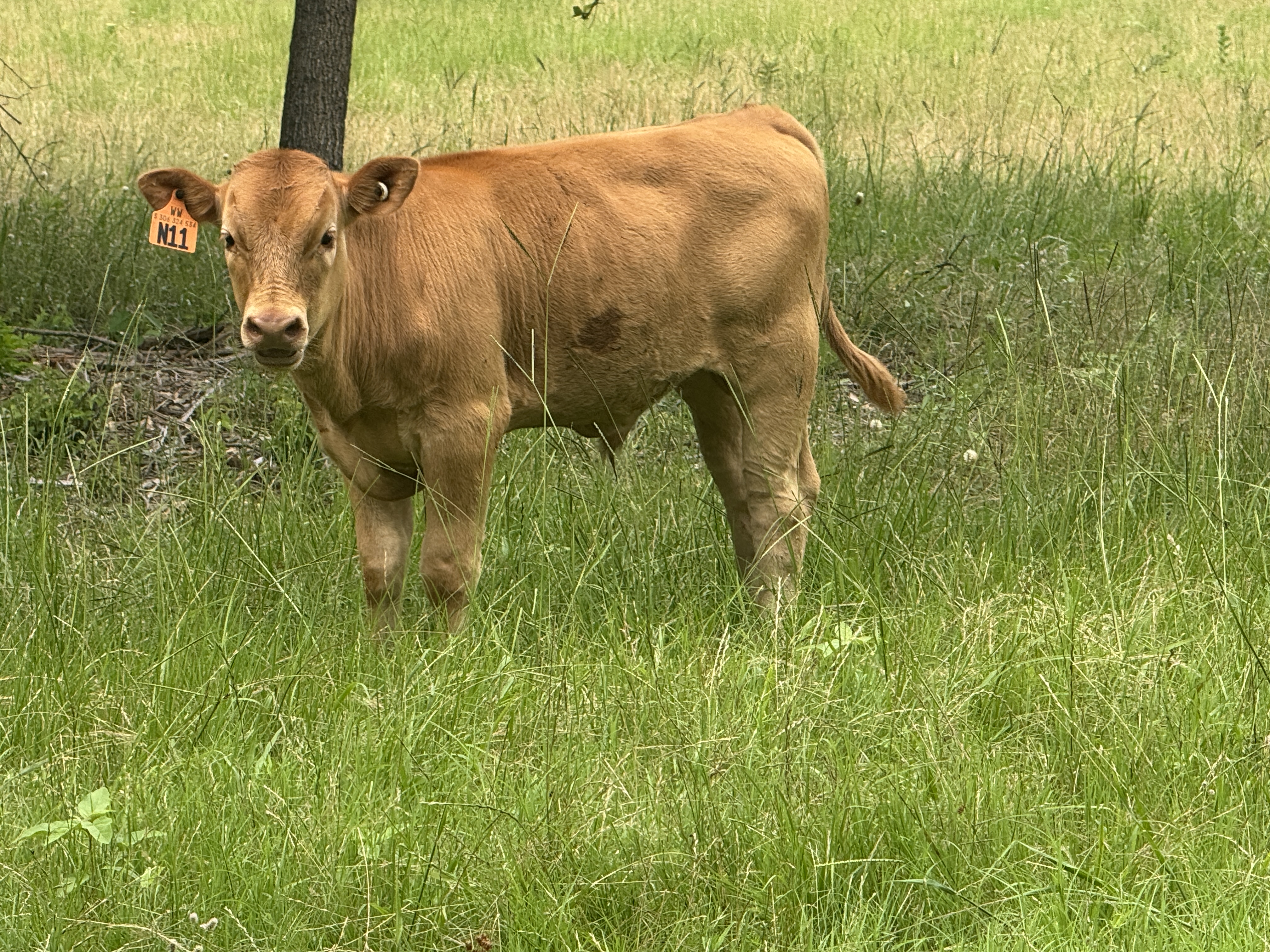 Akaushi bull calves