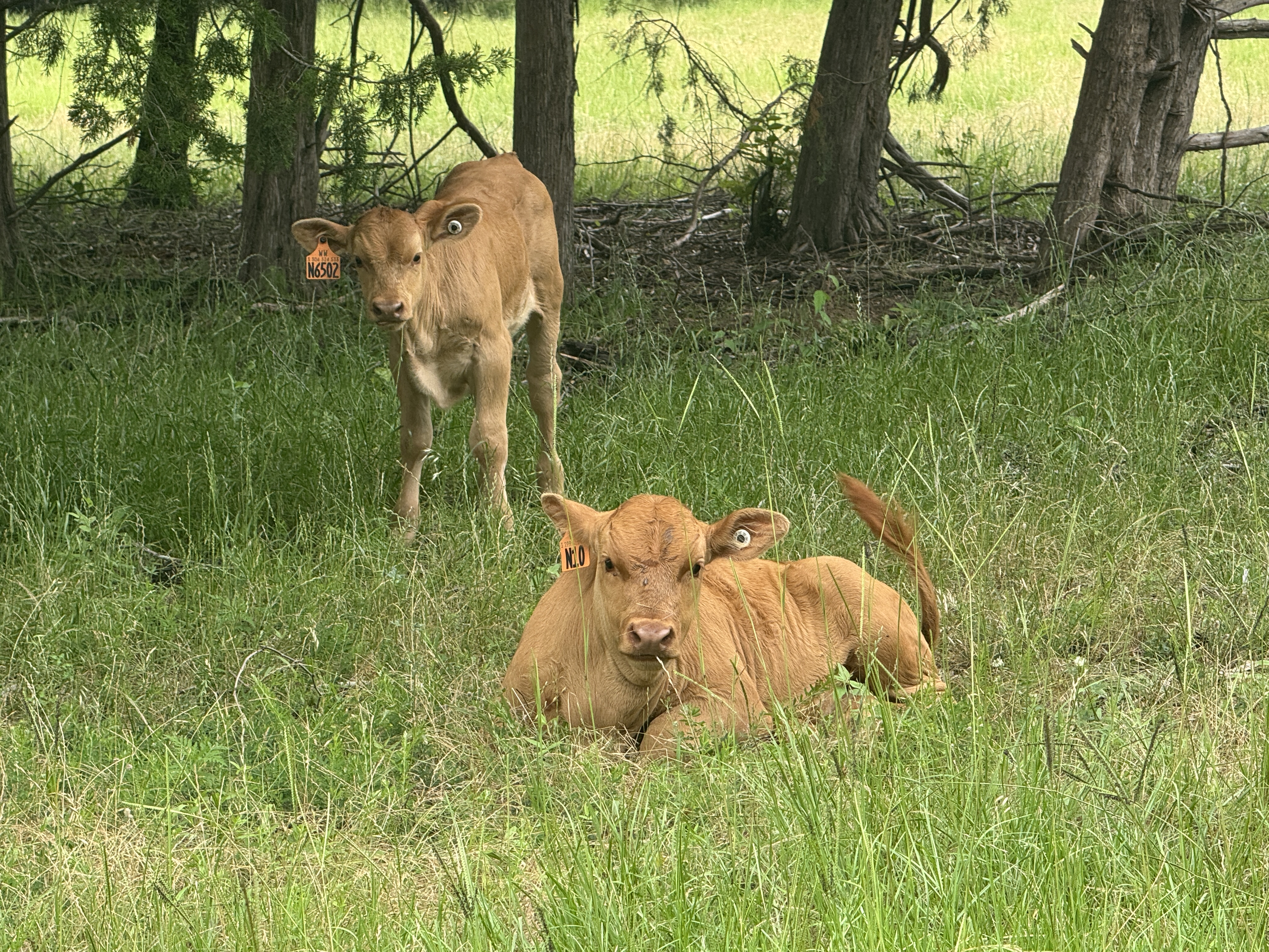 Akaushi bull calves