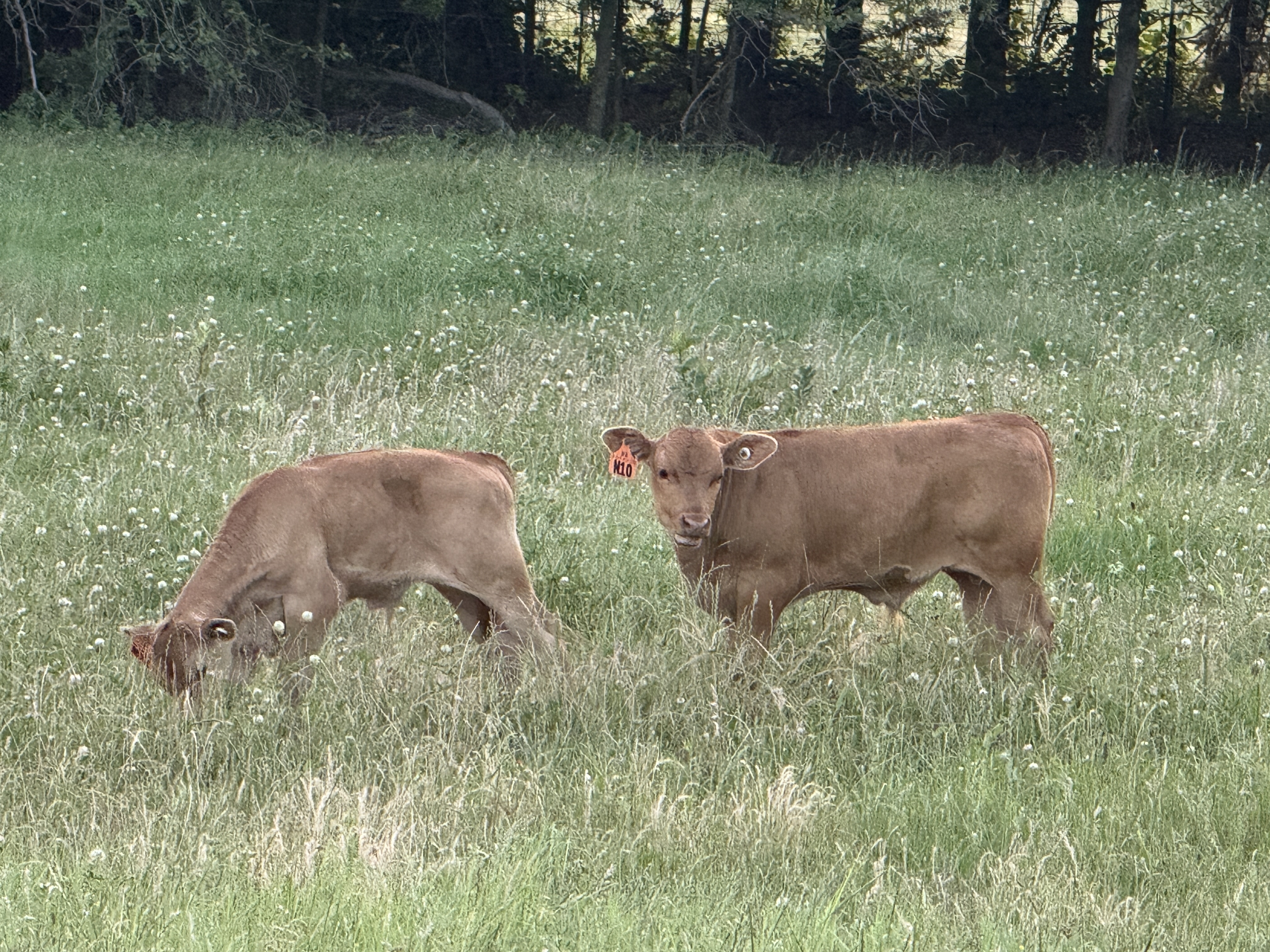 Akaushi bull calves