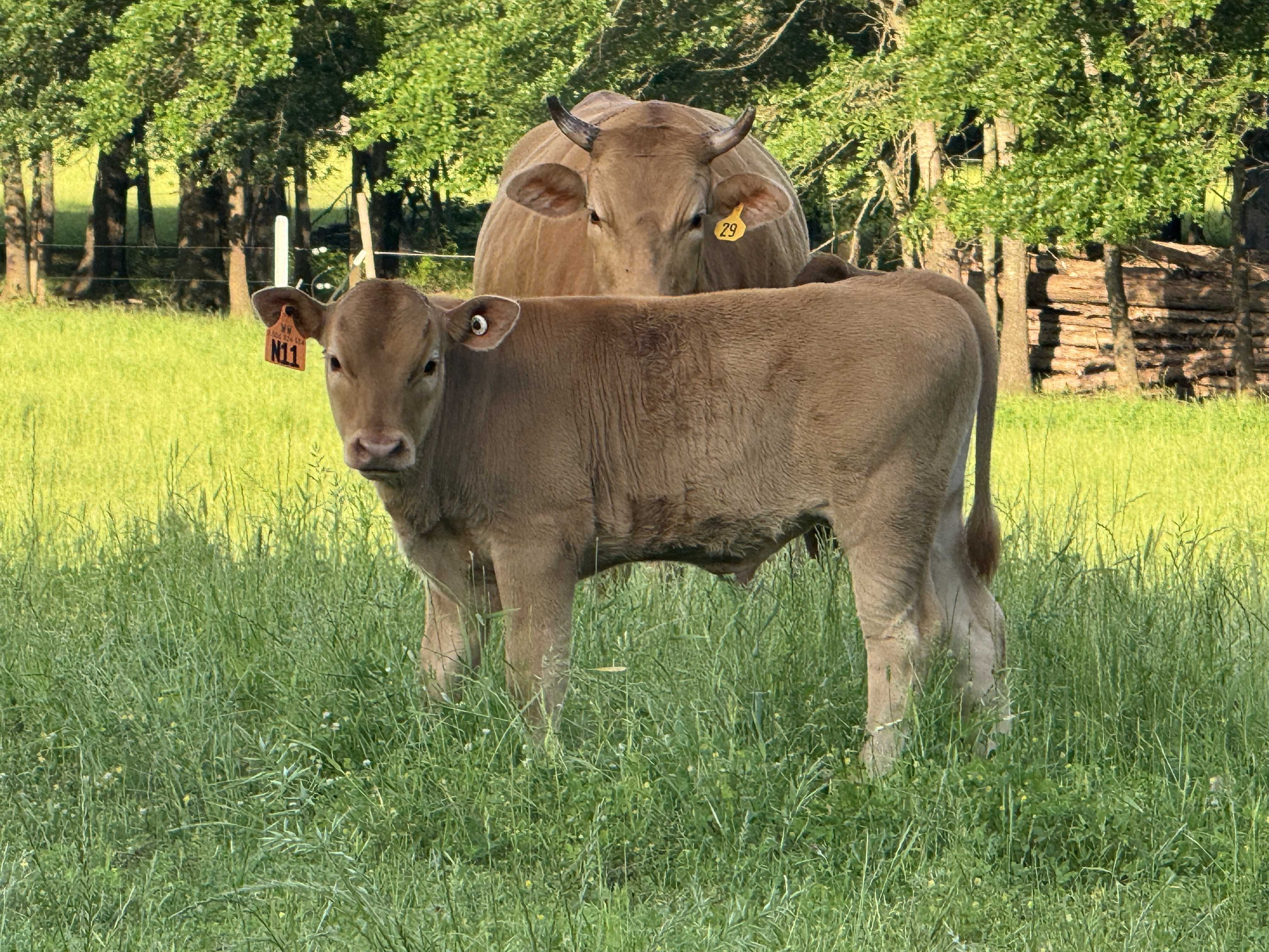 Akaushi bull calves