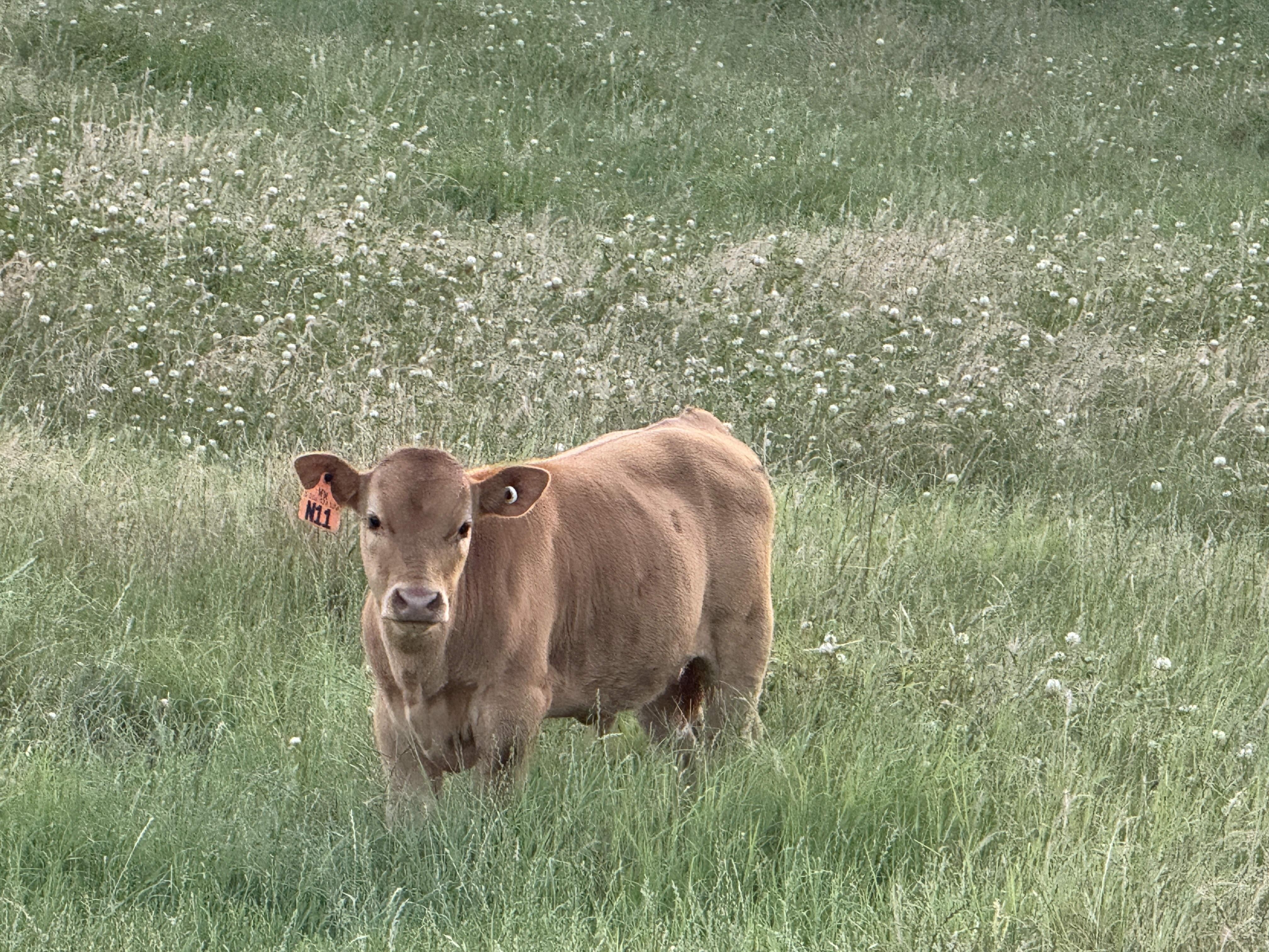Akaushi bull calves