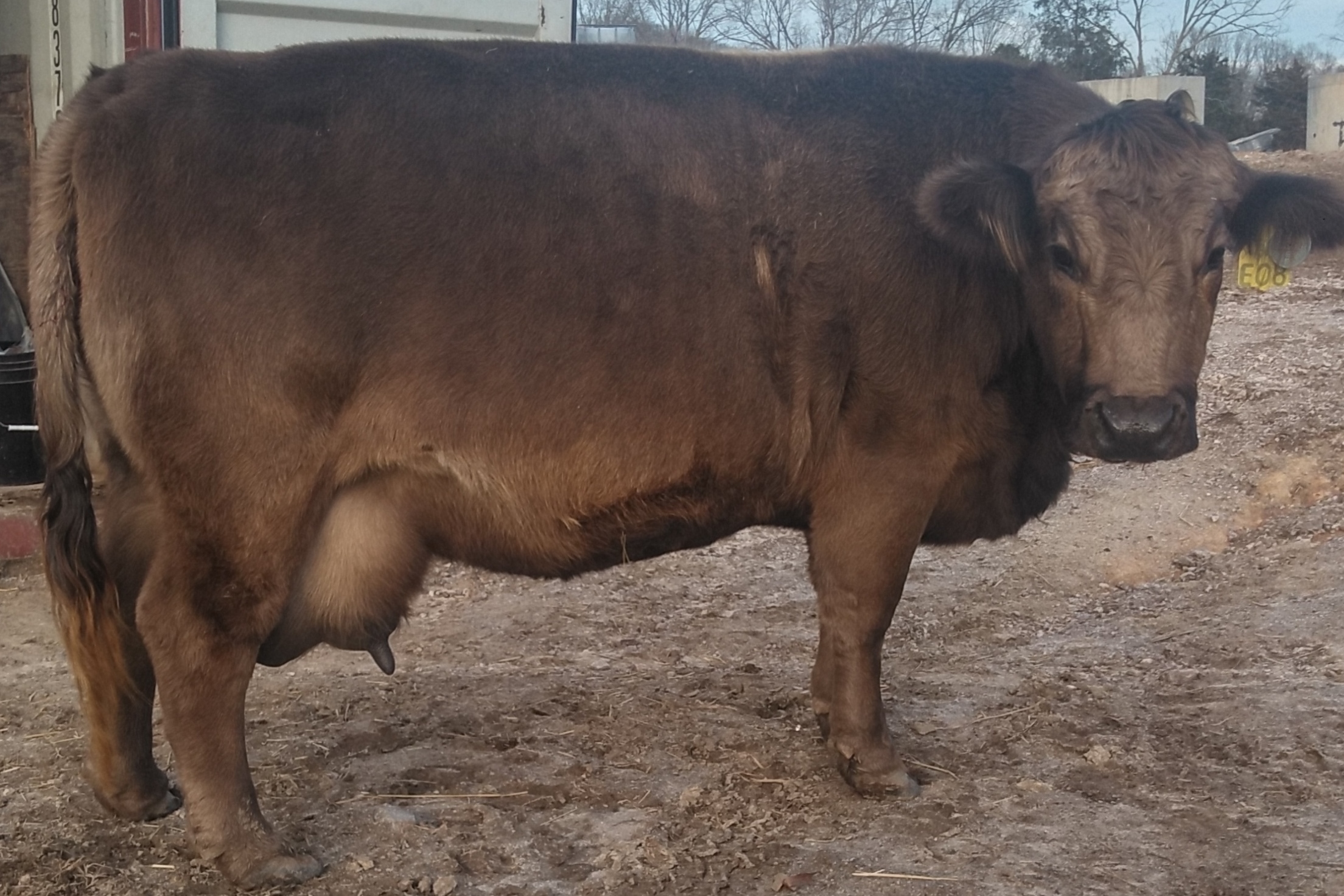 Braunvieh Heifers