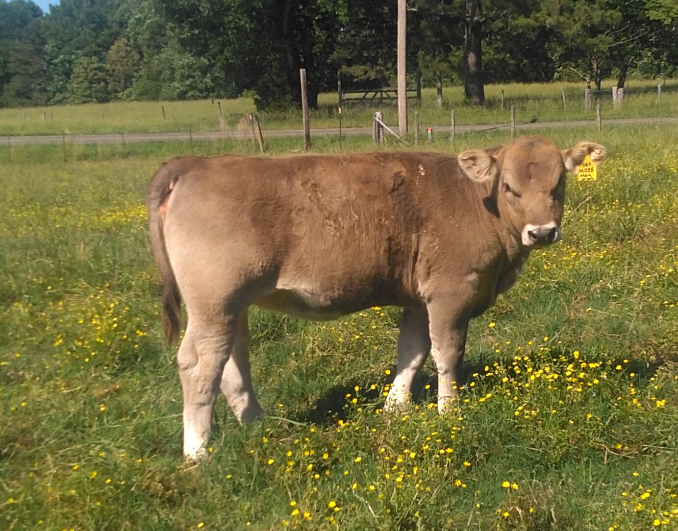 Braunvieh Heifers