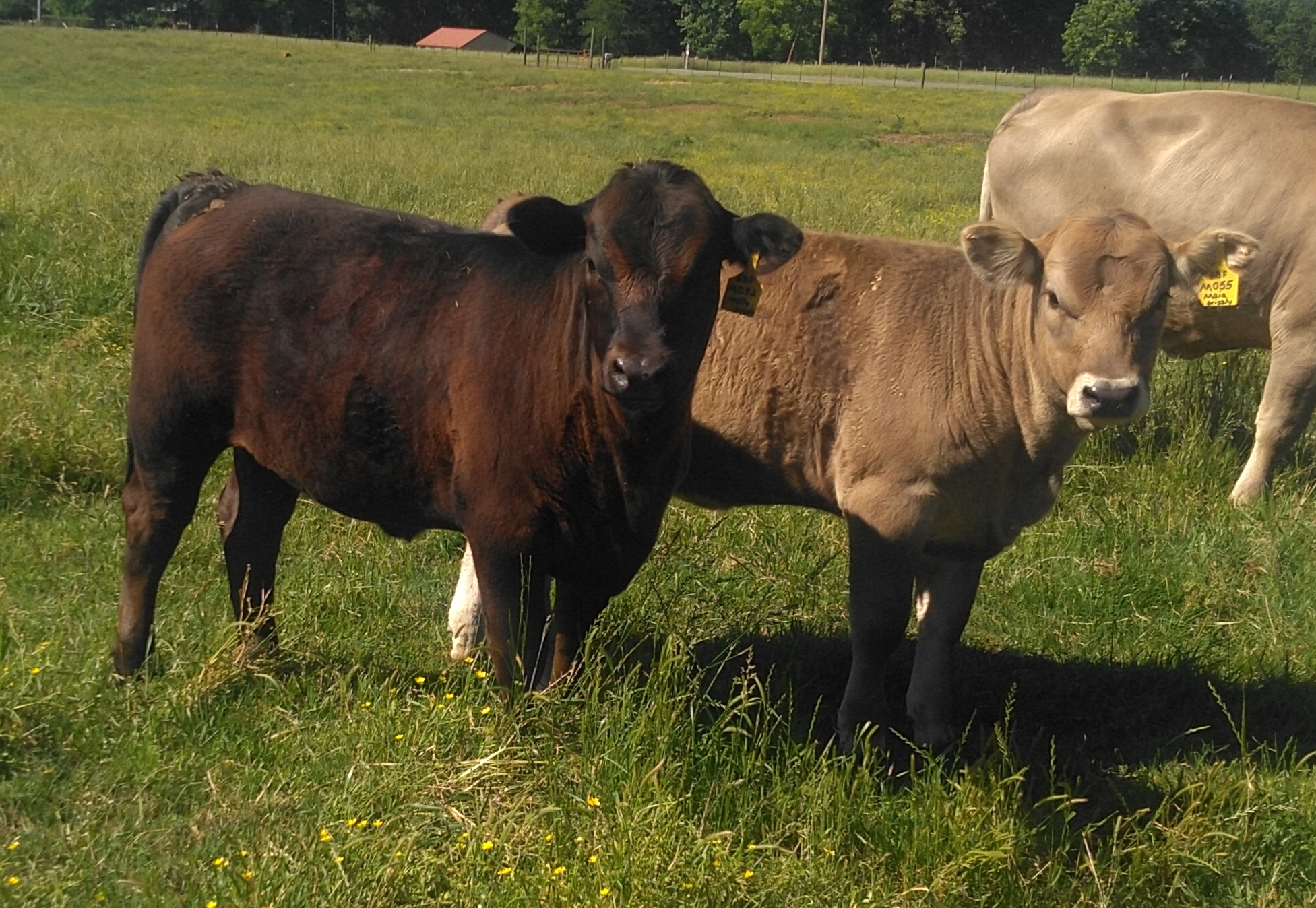 Braunvieh Heifers