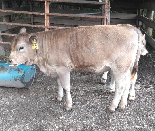 Braunvieh Heifers
