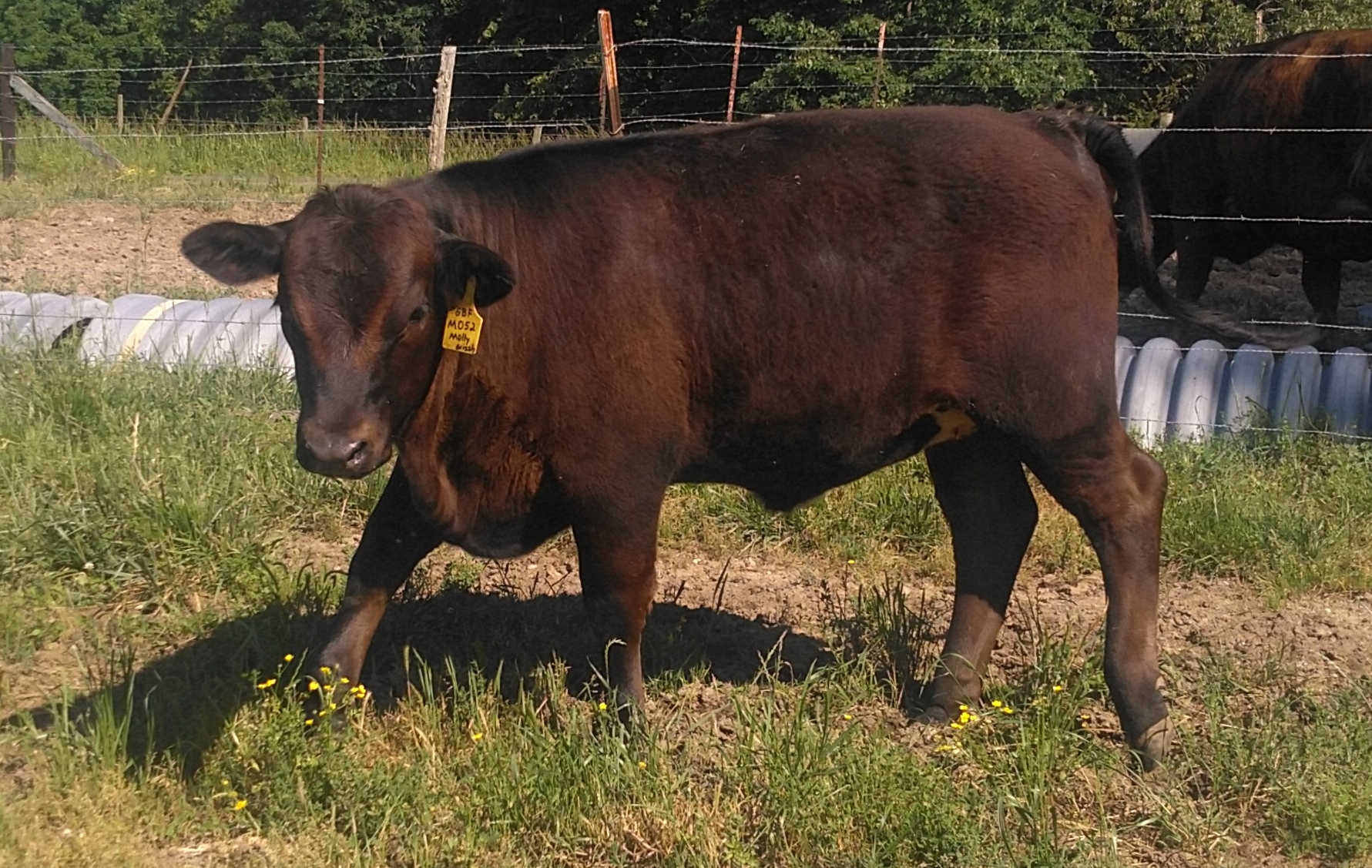 Braunvieh Heifers