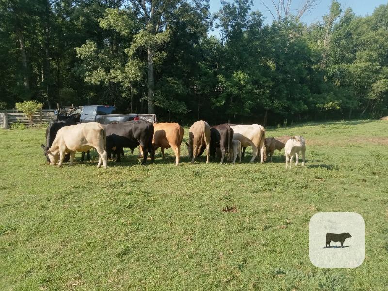 5 mixed cows pairs with calves for sale $3500 each per pair. price is firm