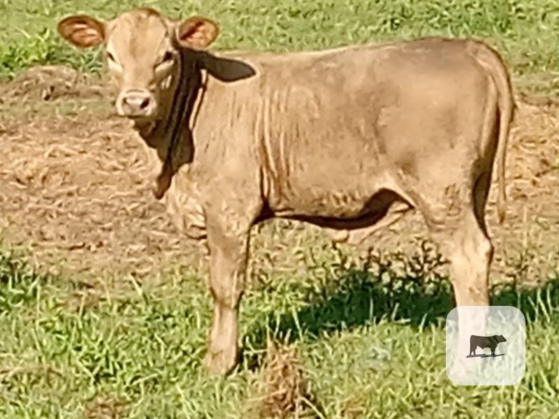 5 mixed cows pairs with calves for sale $3500 each per pair. price is firm