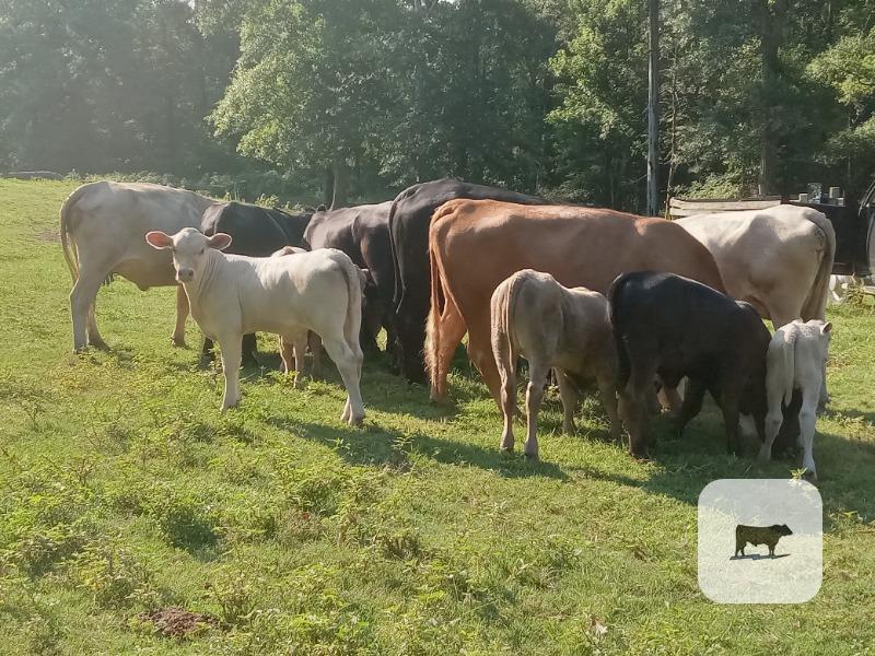 5 mixed cows pairs with calves for sale $3500 each per pair. price is firm
