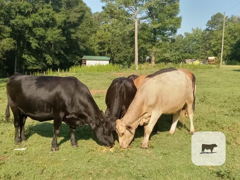 5 mixed cows pairs with calves for sale $3500 each per pair. price is firm
