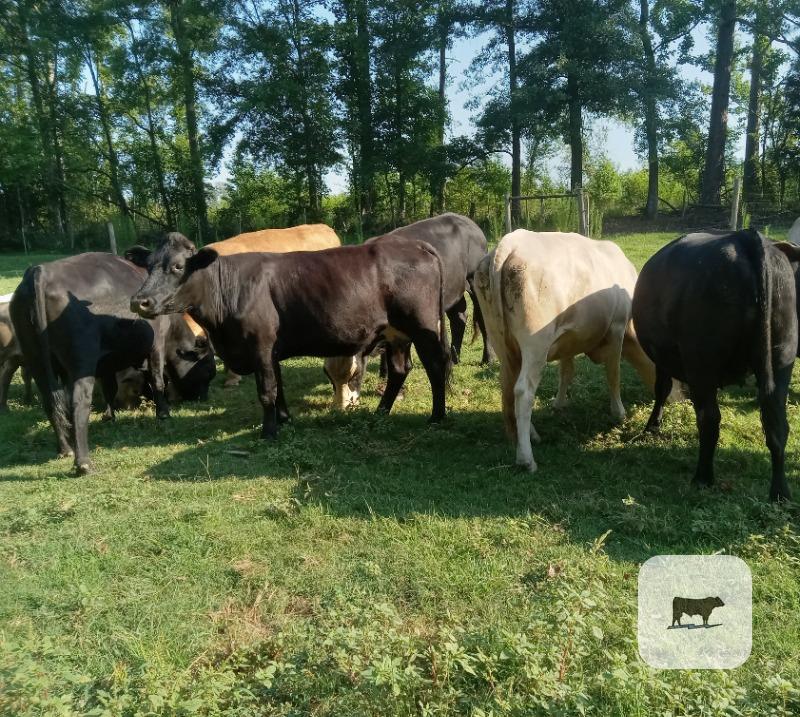 5 mixed cows pairs with calves for sale $3500 each per pair. price is firm