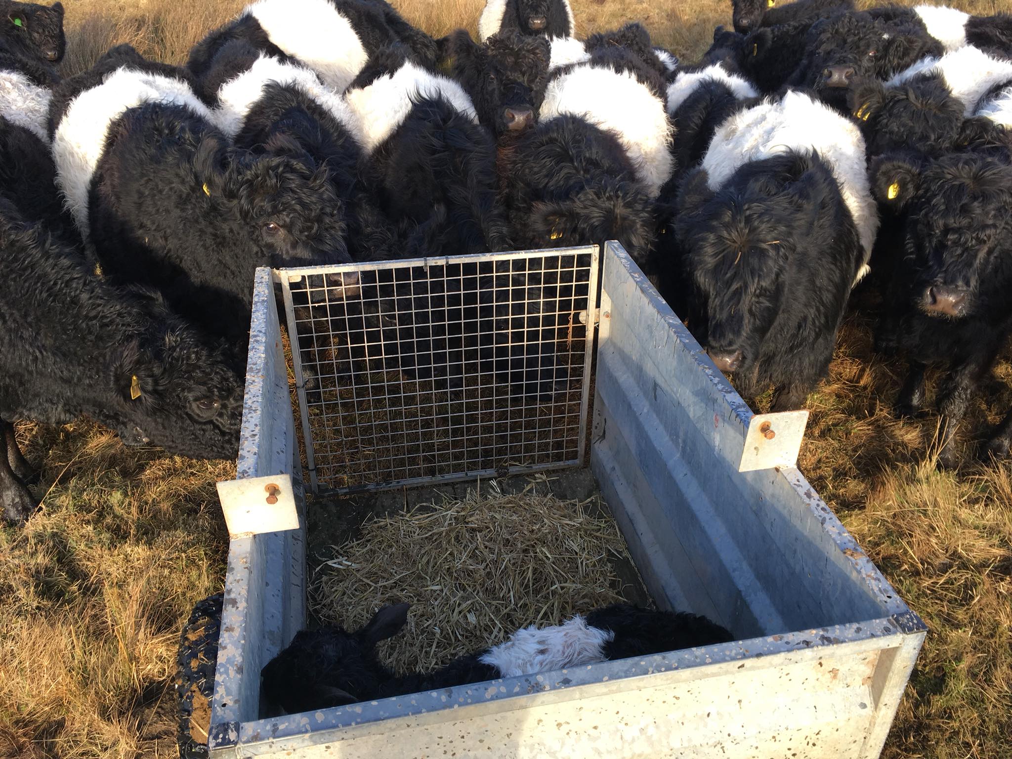 Grassfed Full blood Belted galloways