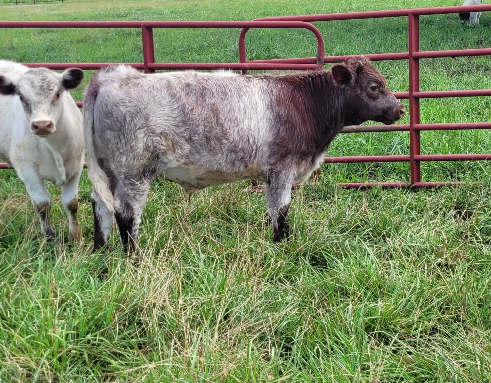 Shorthorn steers and heifers