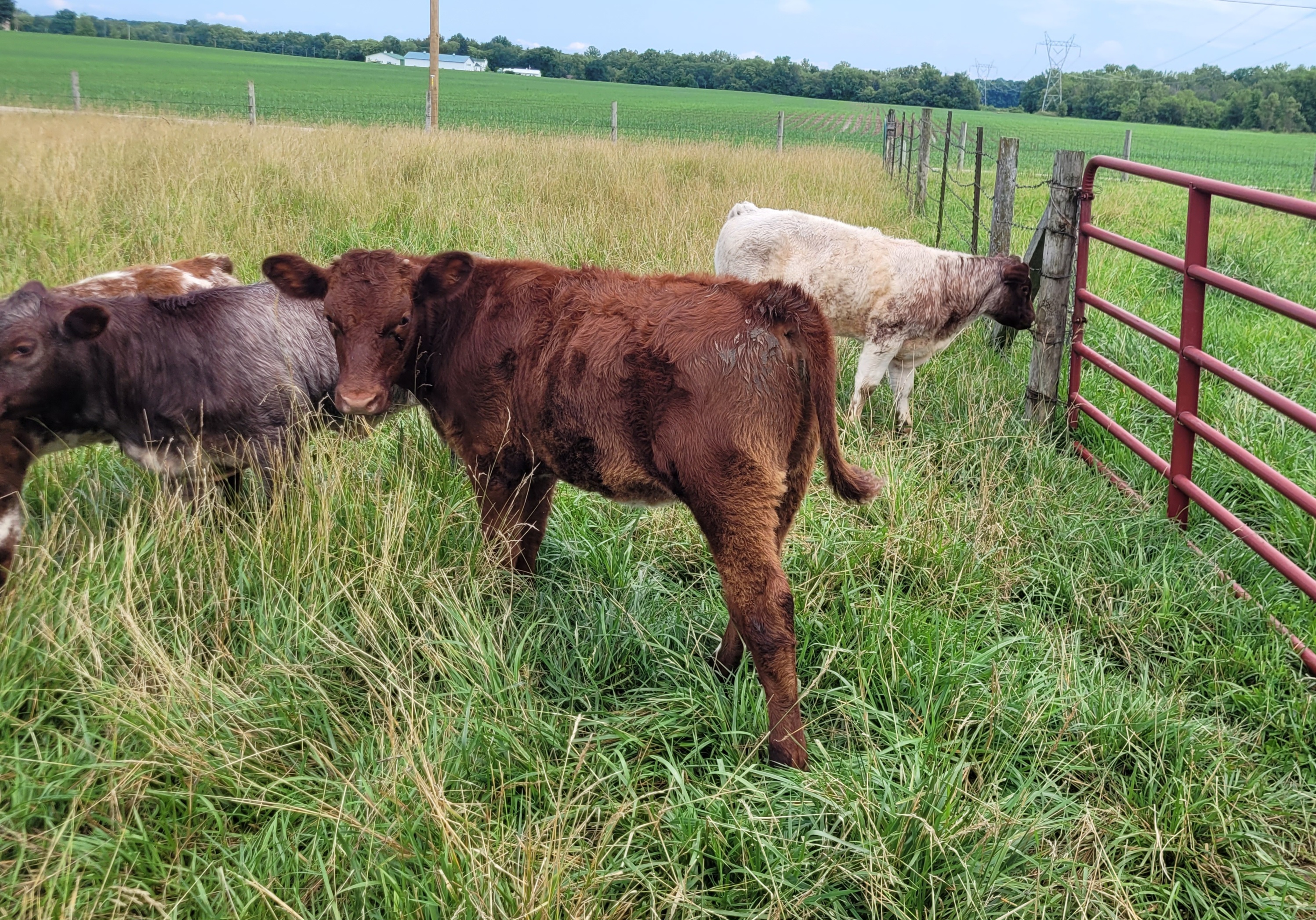 Shorthorn steers and heifers