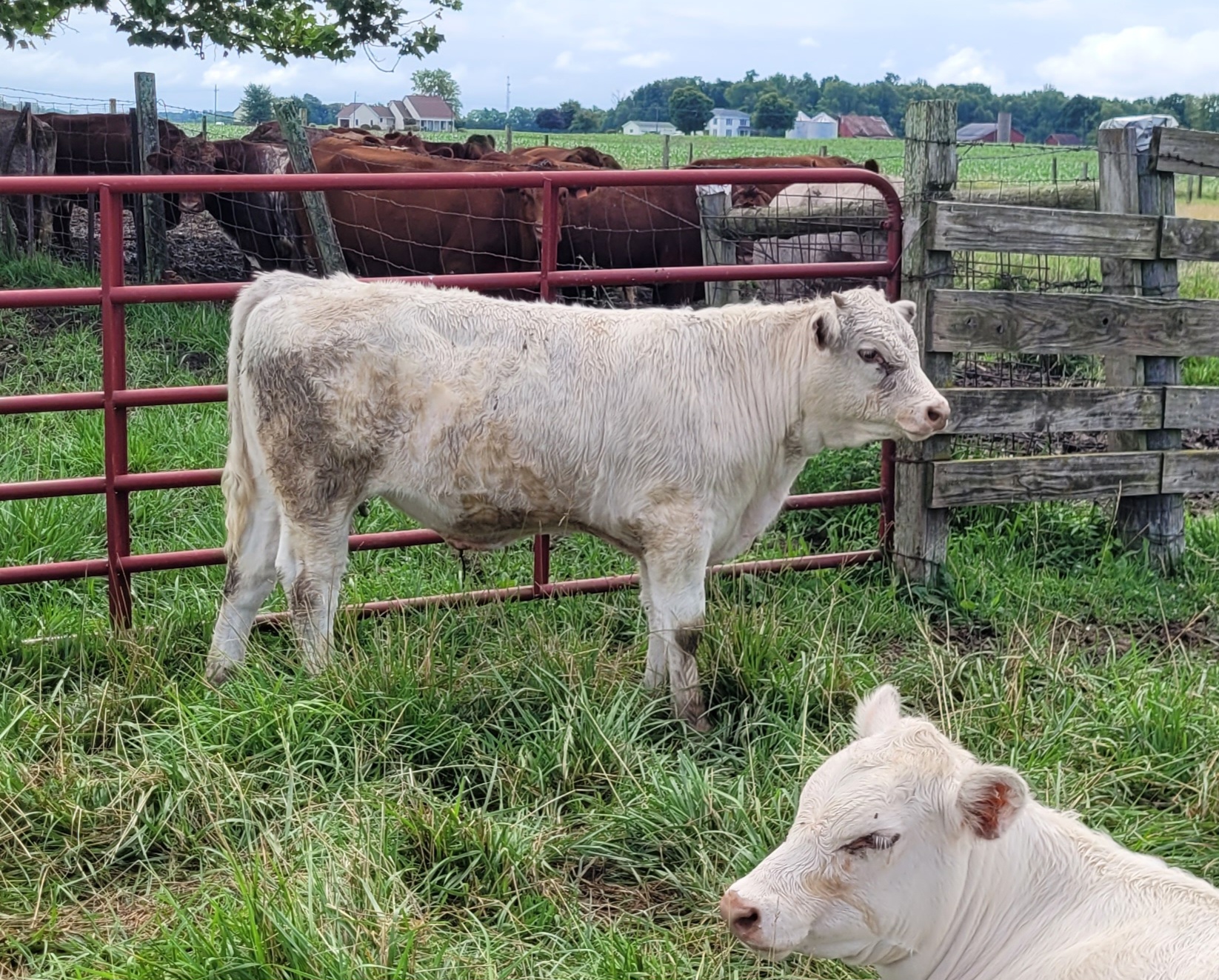 Shorthorn steers and heifers